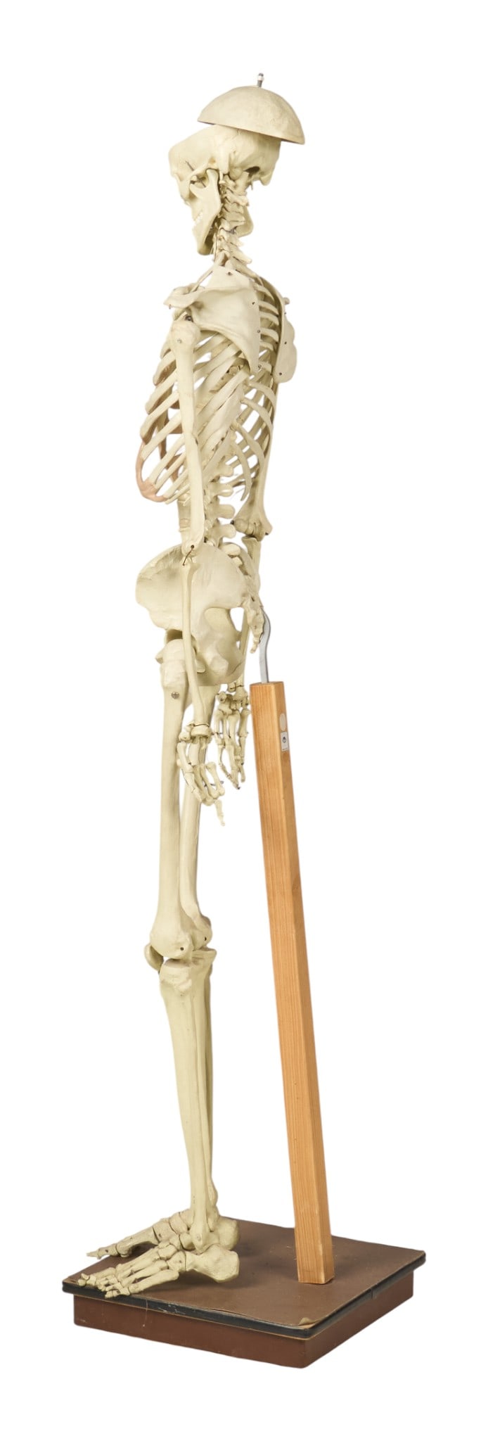 Human Skeleton Model - 2