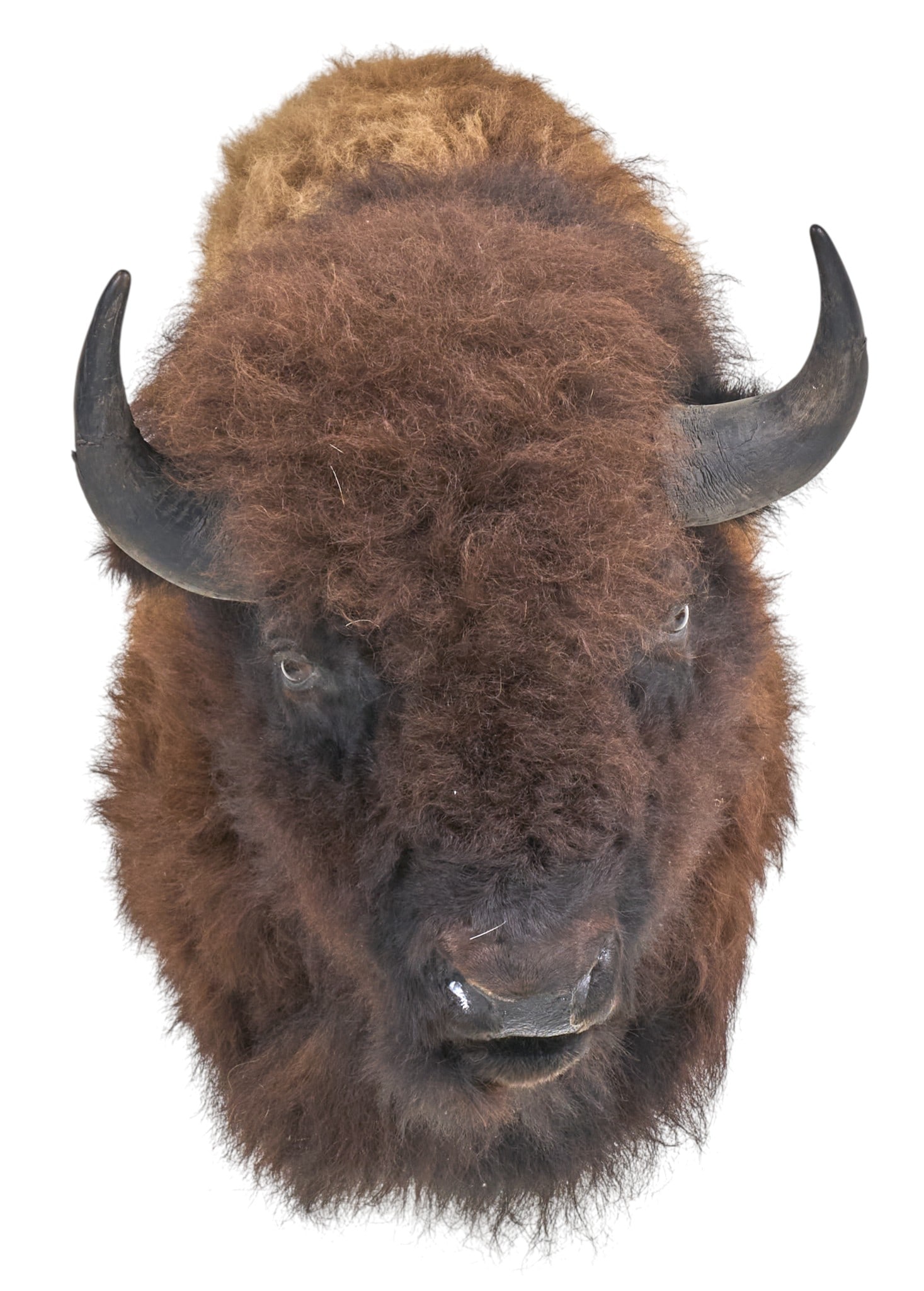 Buffalo Shoulder Mount (1 of 4)