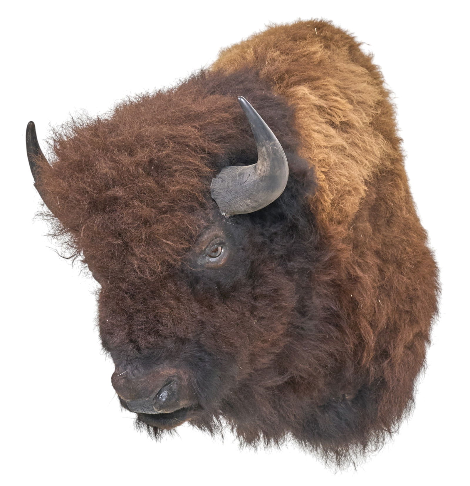 Buffalo Shoulder Mount - 2