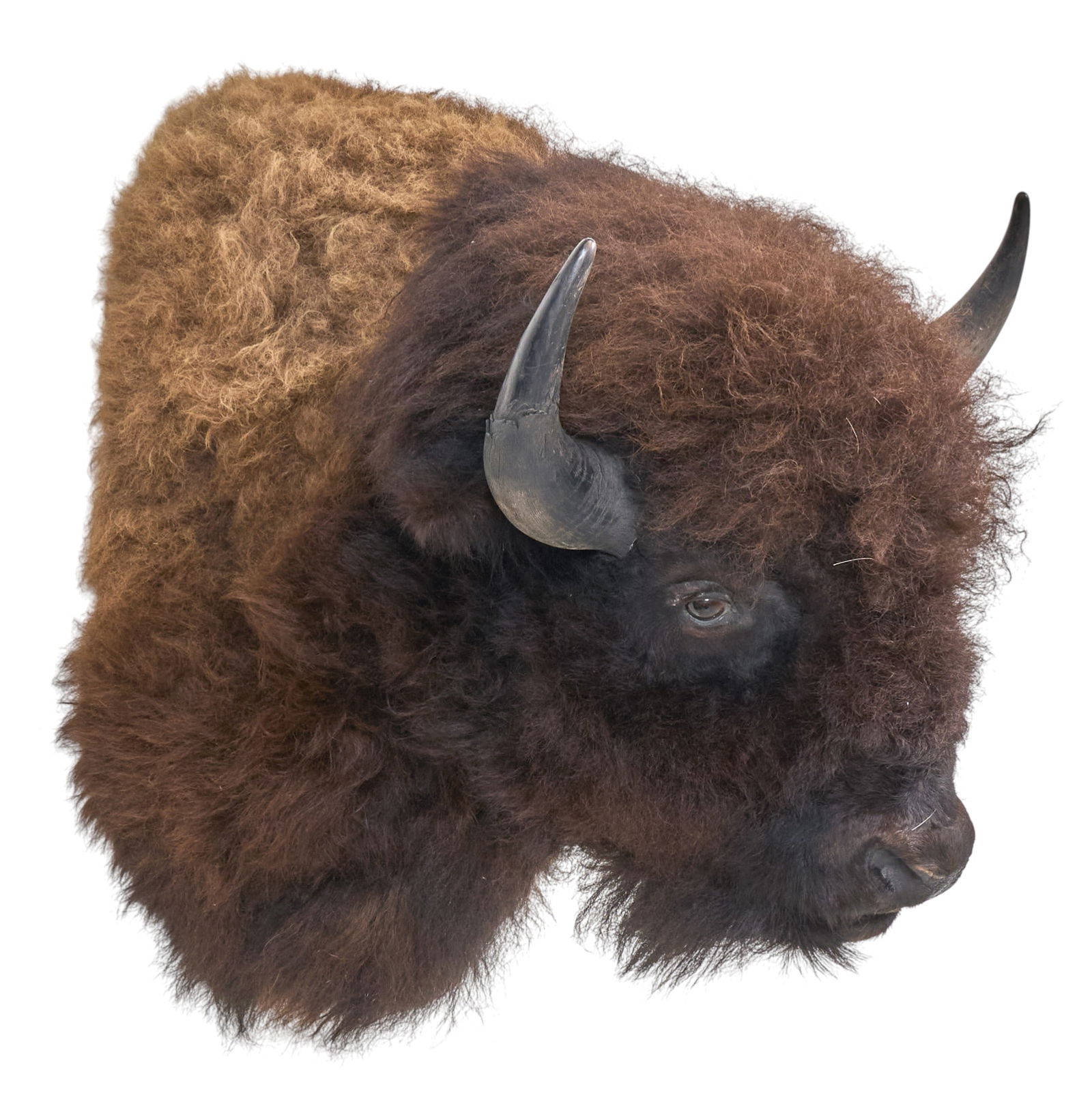 Buffalo Shoulder Mount - 3