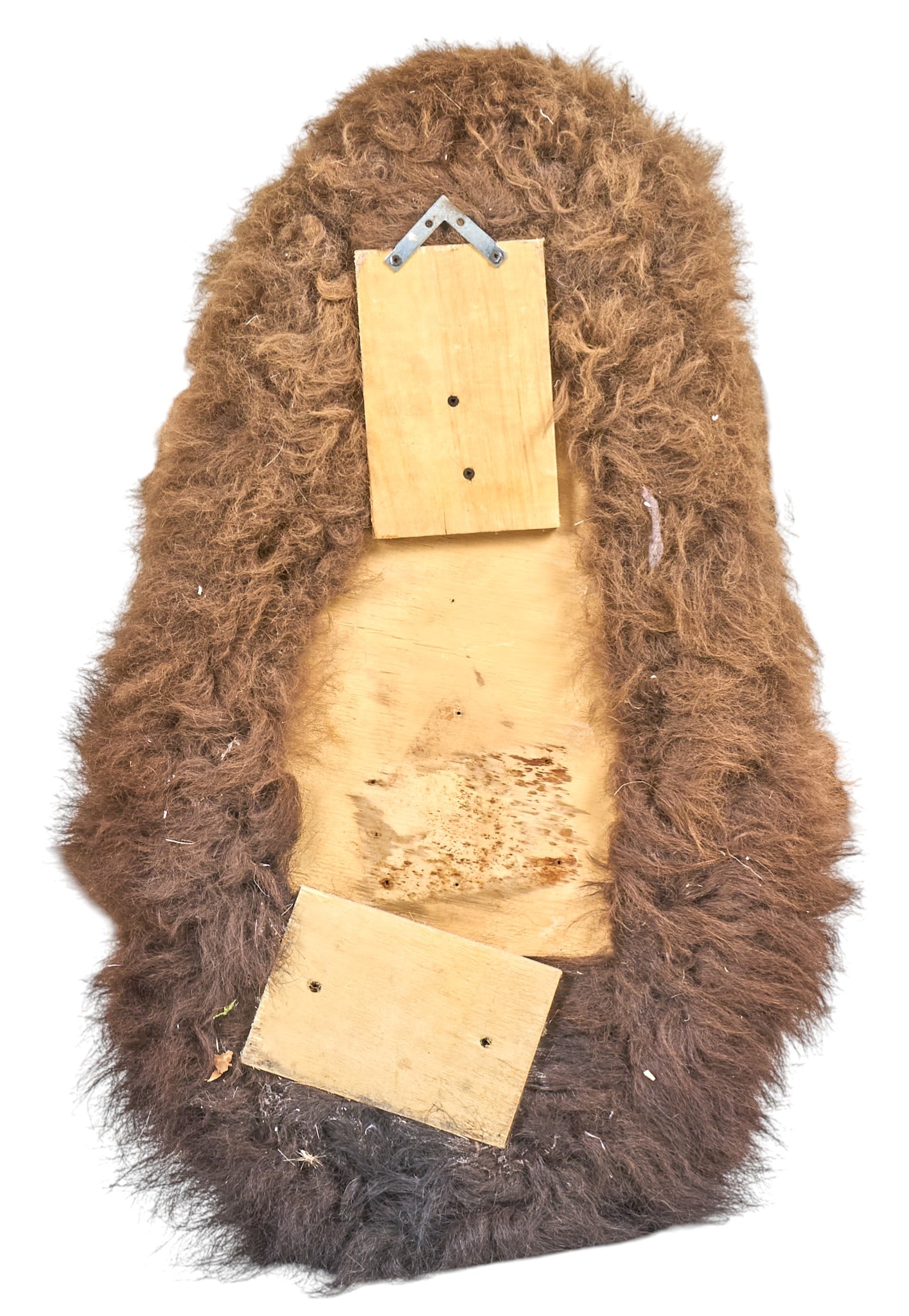 Buffalo Shoulder Mount - 4