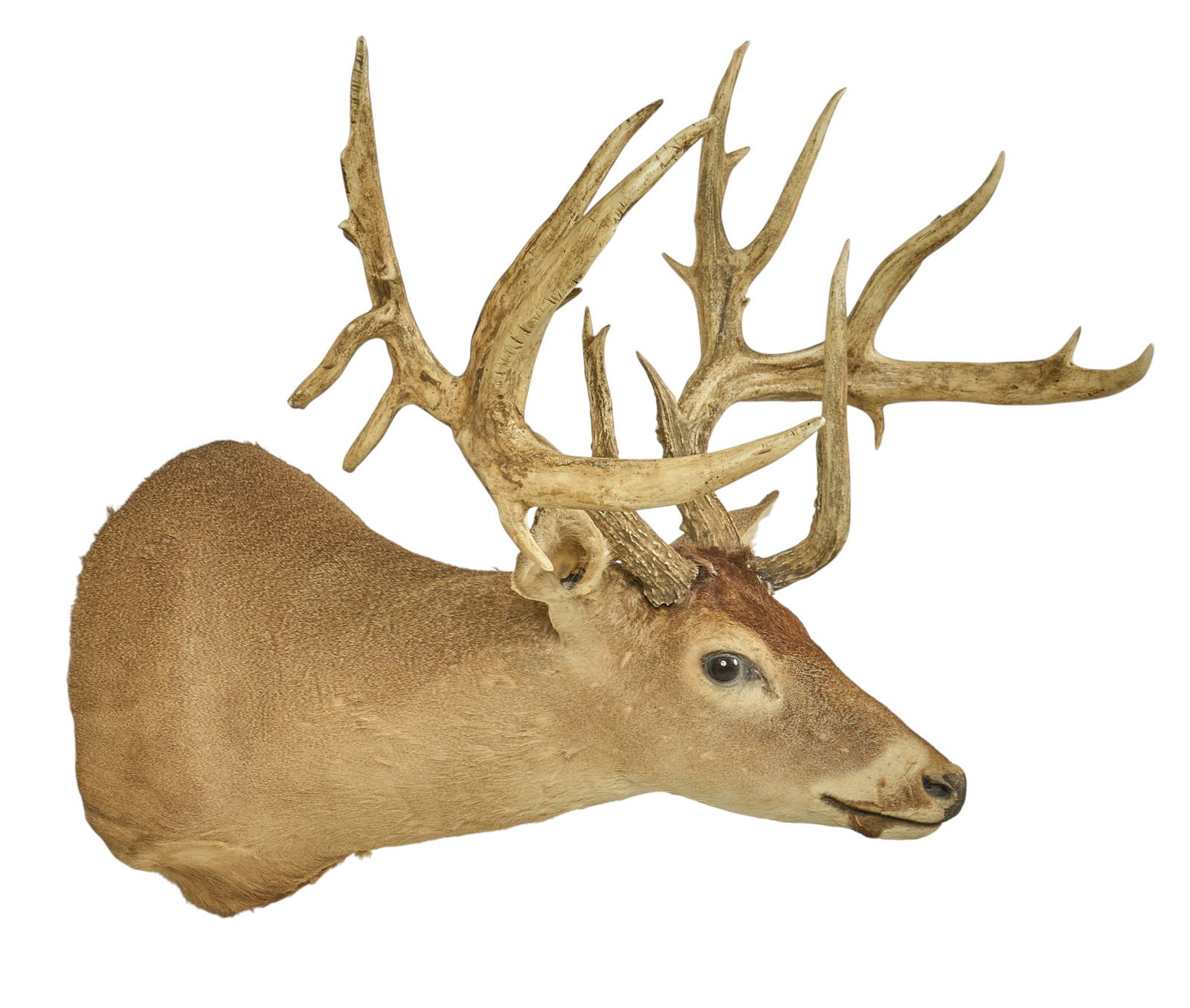 Wide Quad Drop Atypical White Tail Deer (1 of 4)