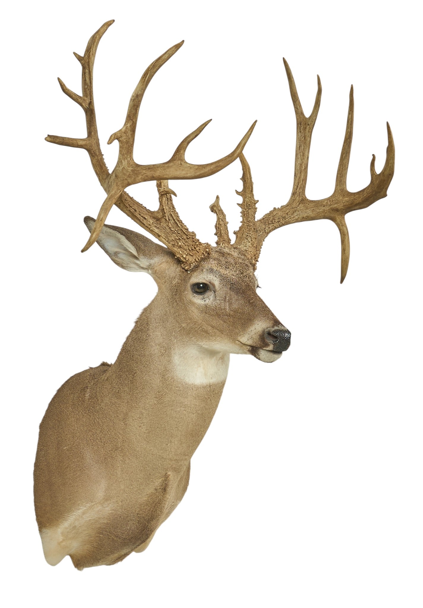 Double Drop Atypical White Tail Deer (1 of 4)