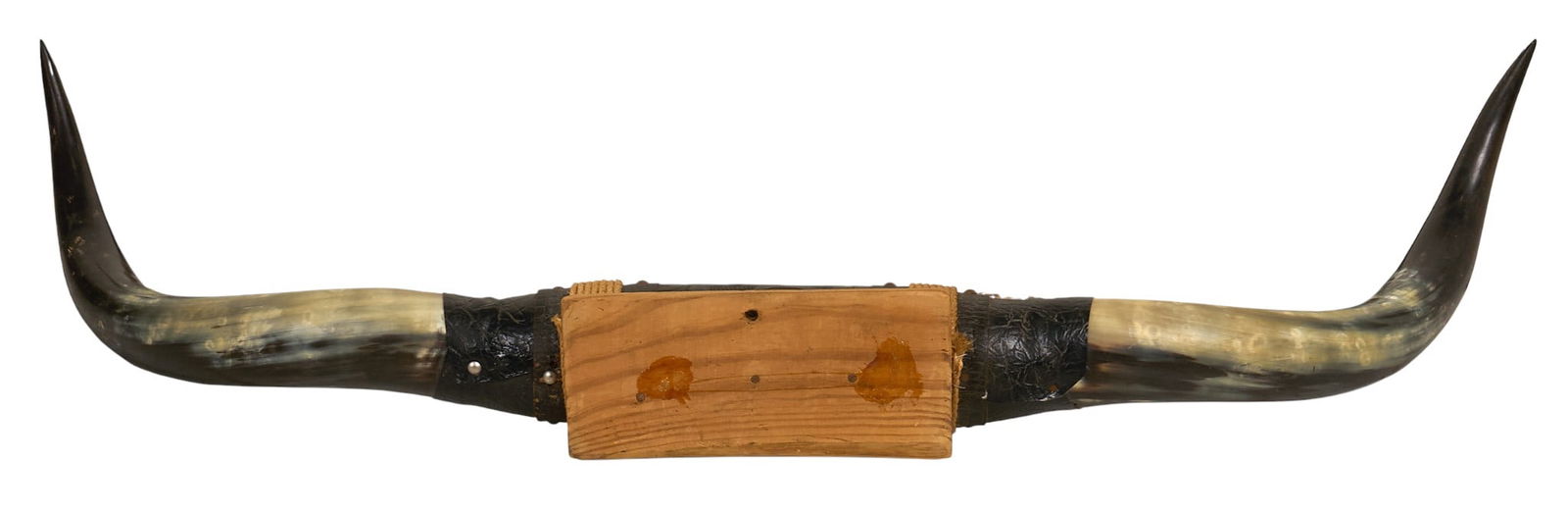 Mounted Steer Horns - 3