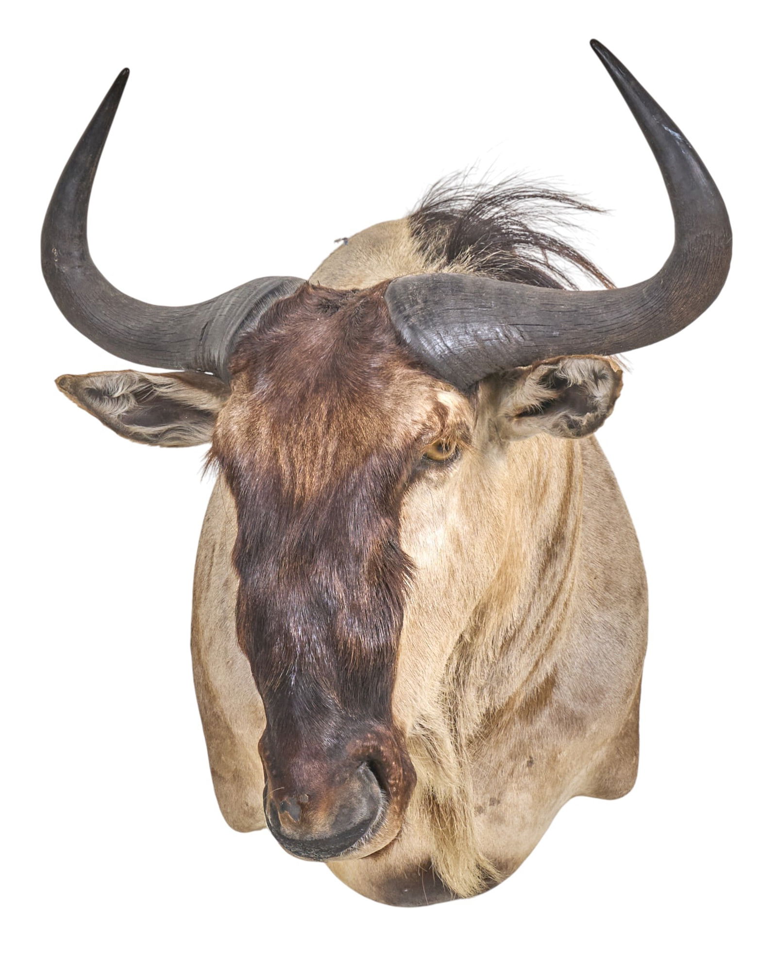 Wildebeest Shoulder Mount: Wildebeest taxidermy shoulder mount height 28 in. x width 23 in. x depth 27 in. Provenance: Property from a home in Azle, Texas 