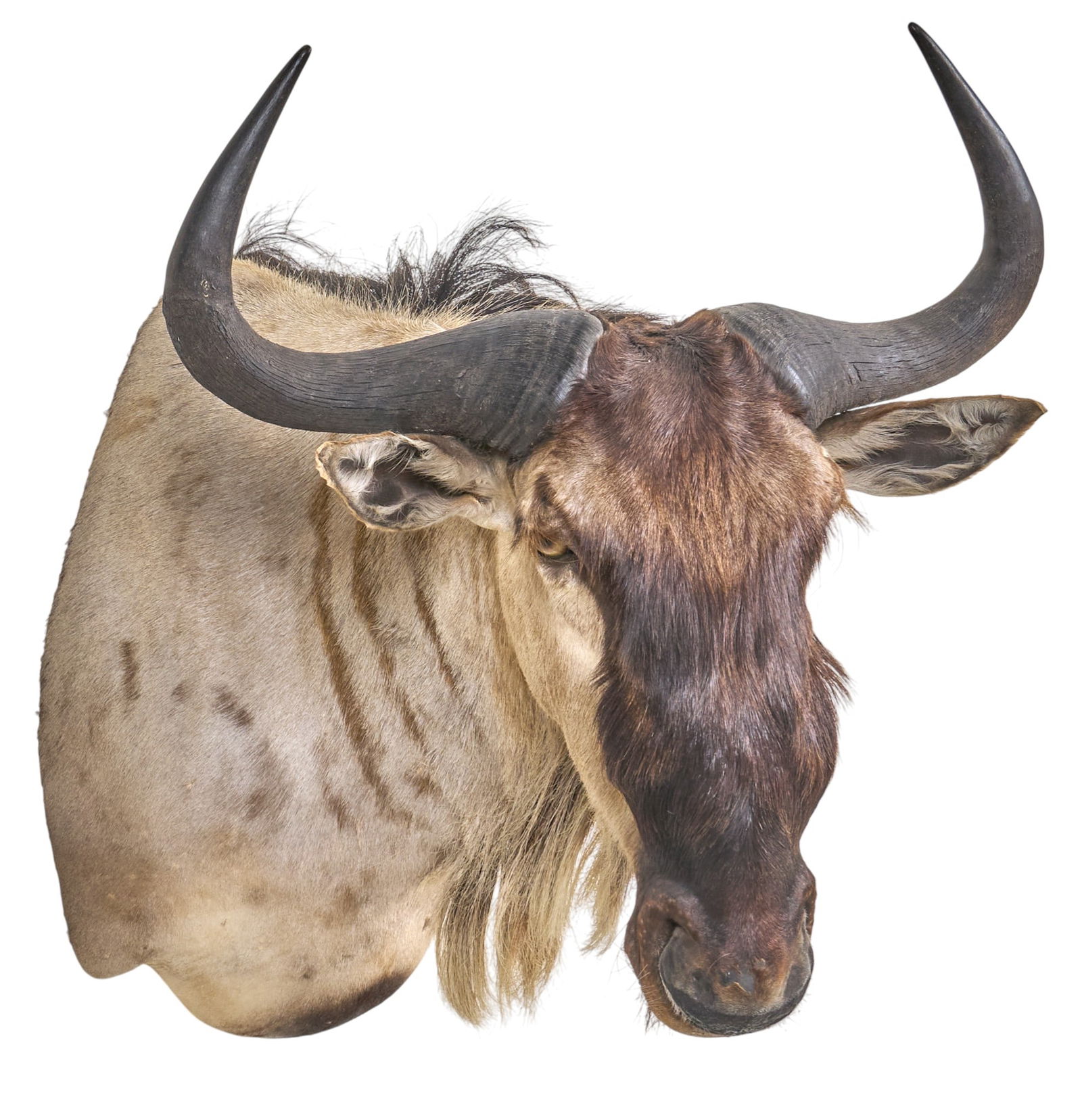 Wildebeest Shoulder Mount - 3