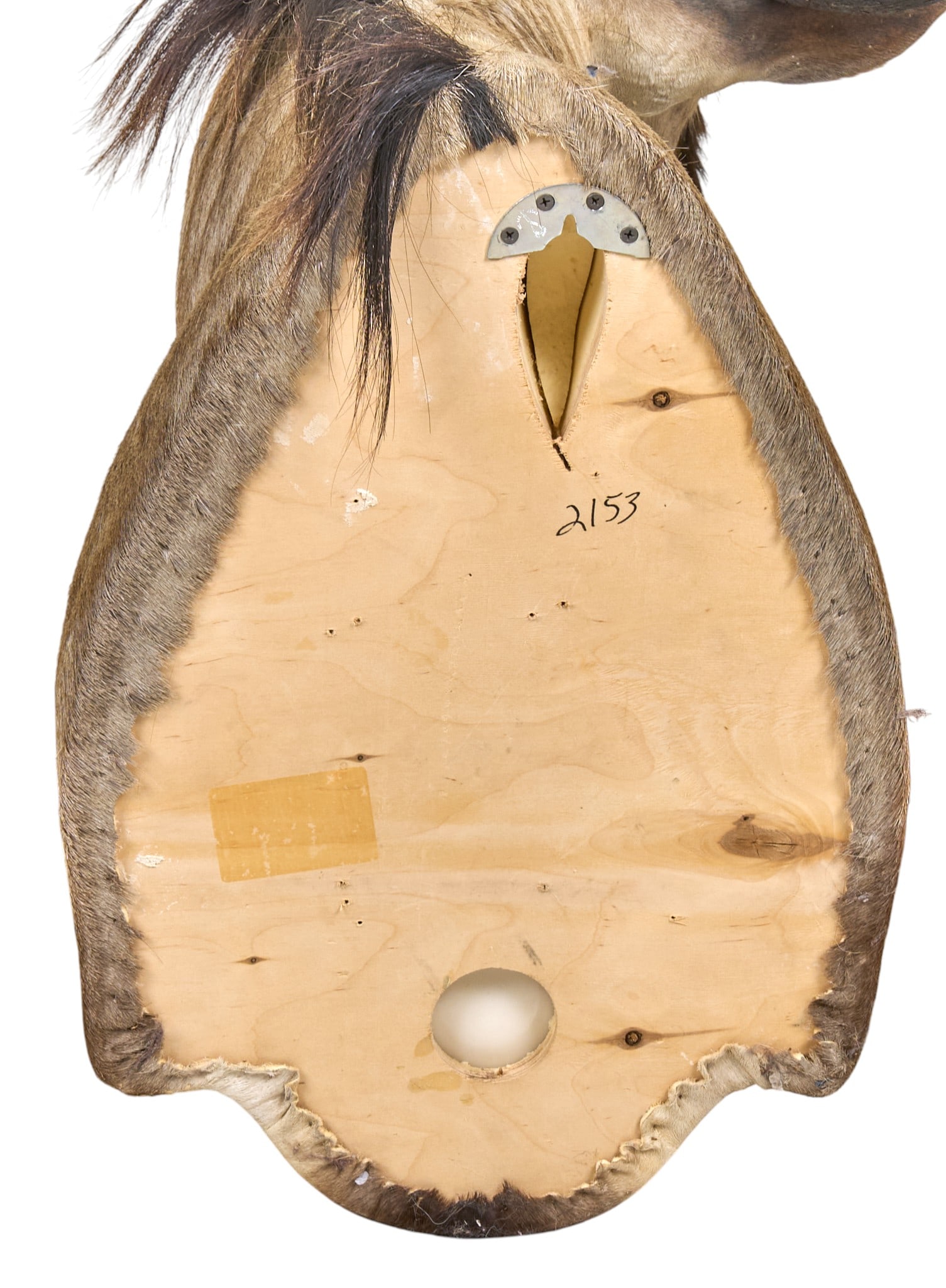 Wildebeest Shoulder Mount - 4