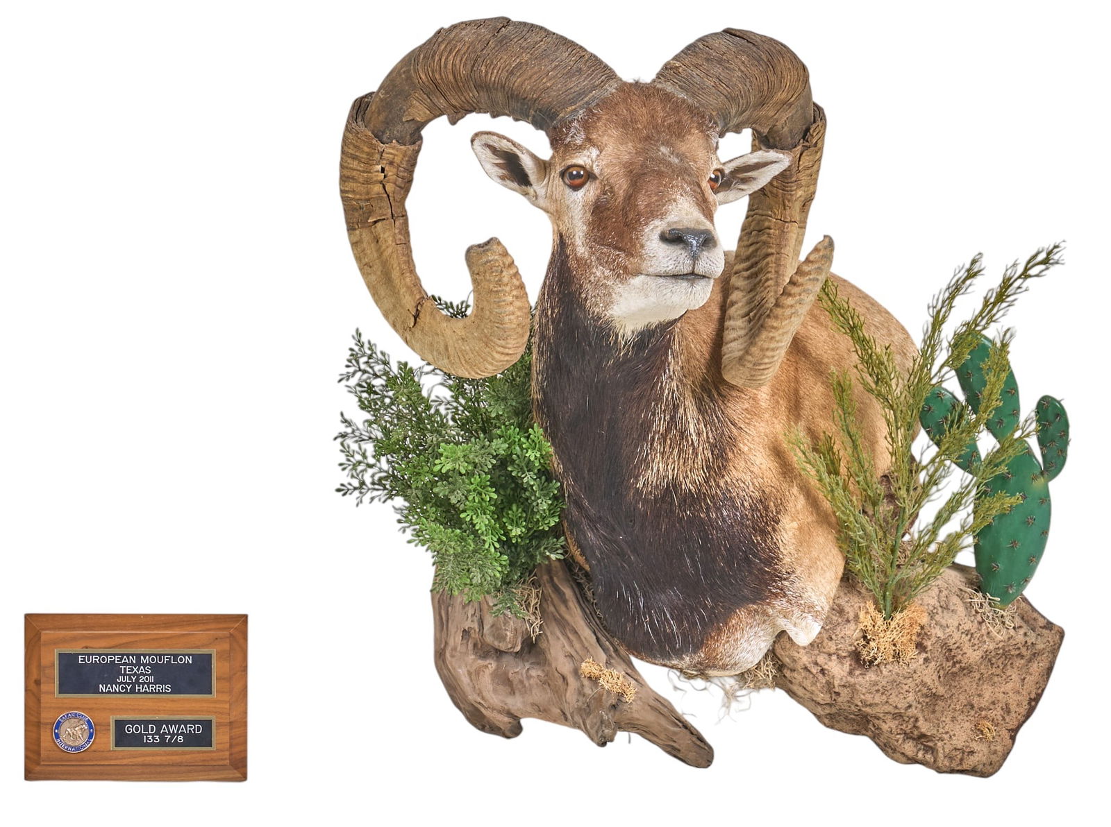 Mouflan Trophy Mount with Plaque: European Mouflan taxidermy trophy shoulder mount, with plaqueheight 32 in. x width 26 in. x depth 22 in. Provenance: Property from a home in Azle, Texas 