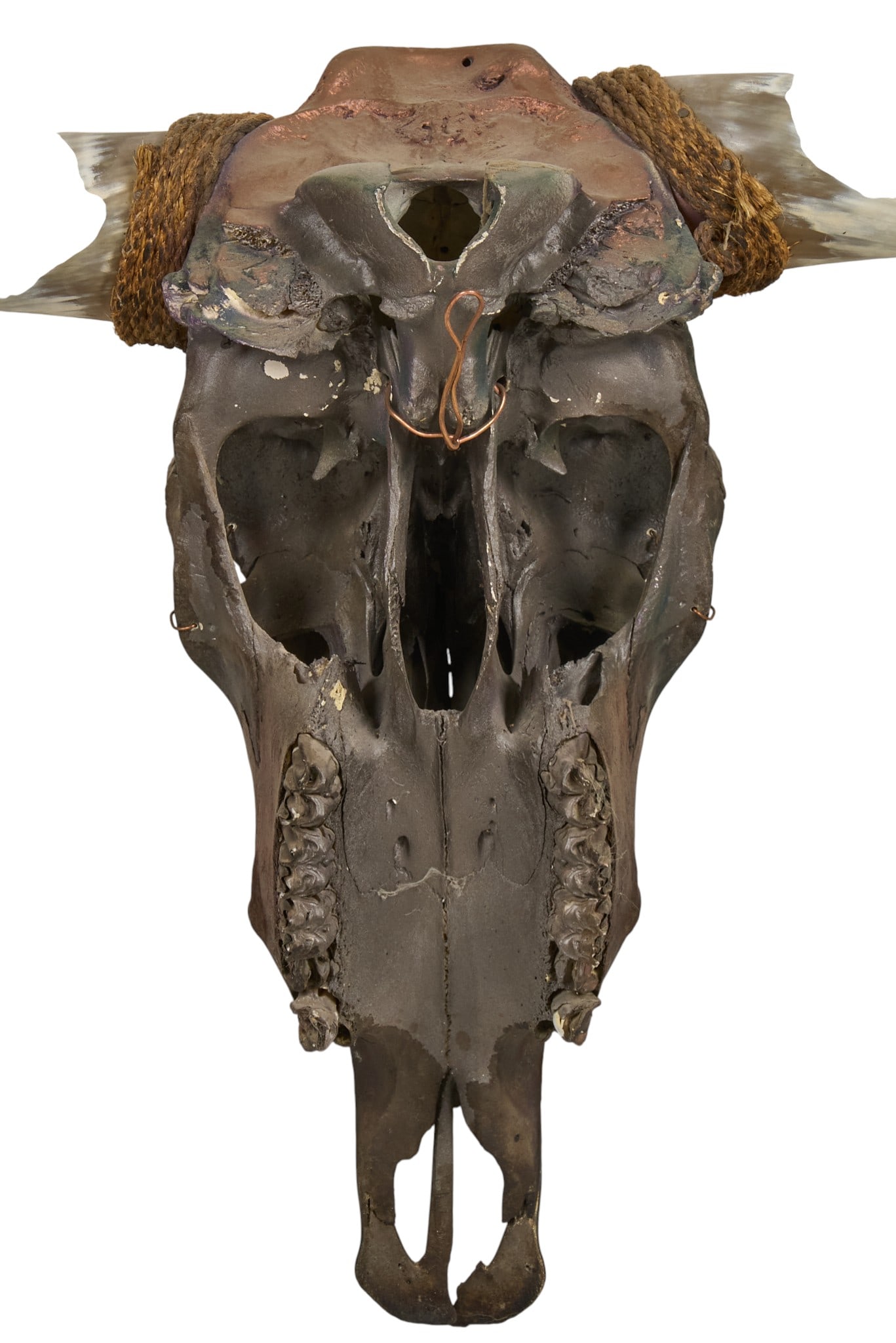 Mounted Steer Skull - 4