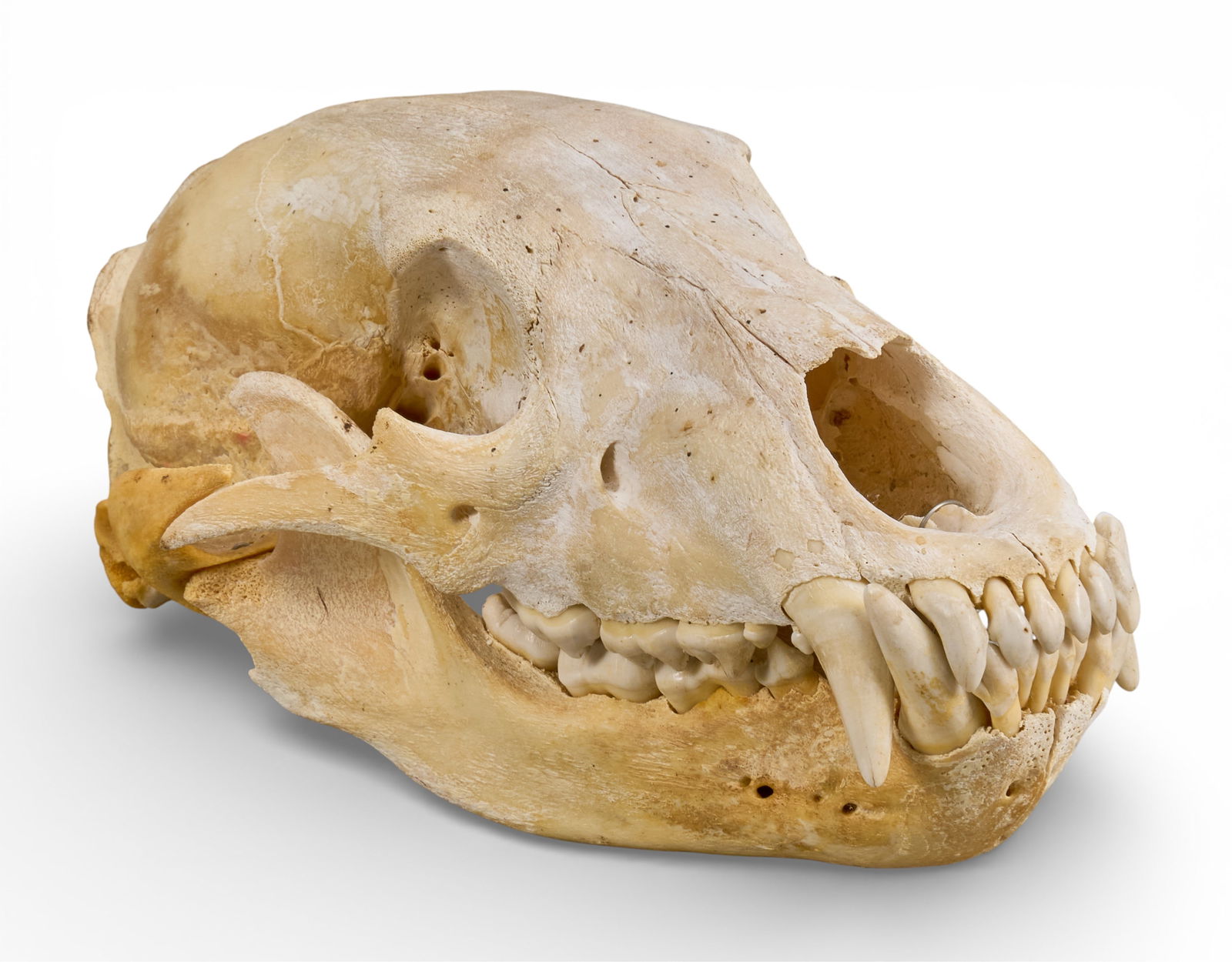 Bear Skull: Bear skull, jaw not attached to skull capheight 5.5 in. x width 5.75 in. x depth 11 in.Provenance: Property from a home in Rockport, Texas 