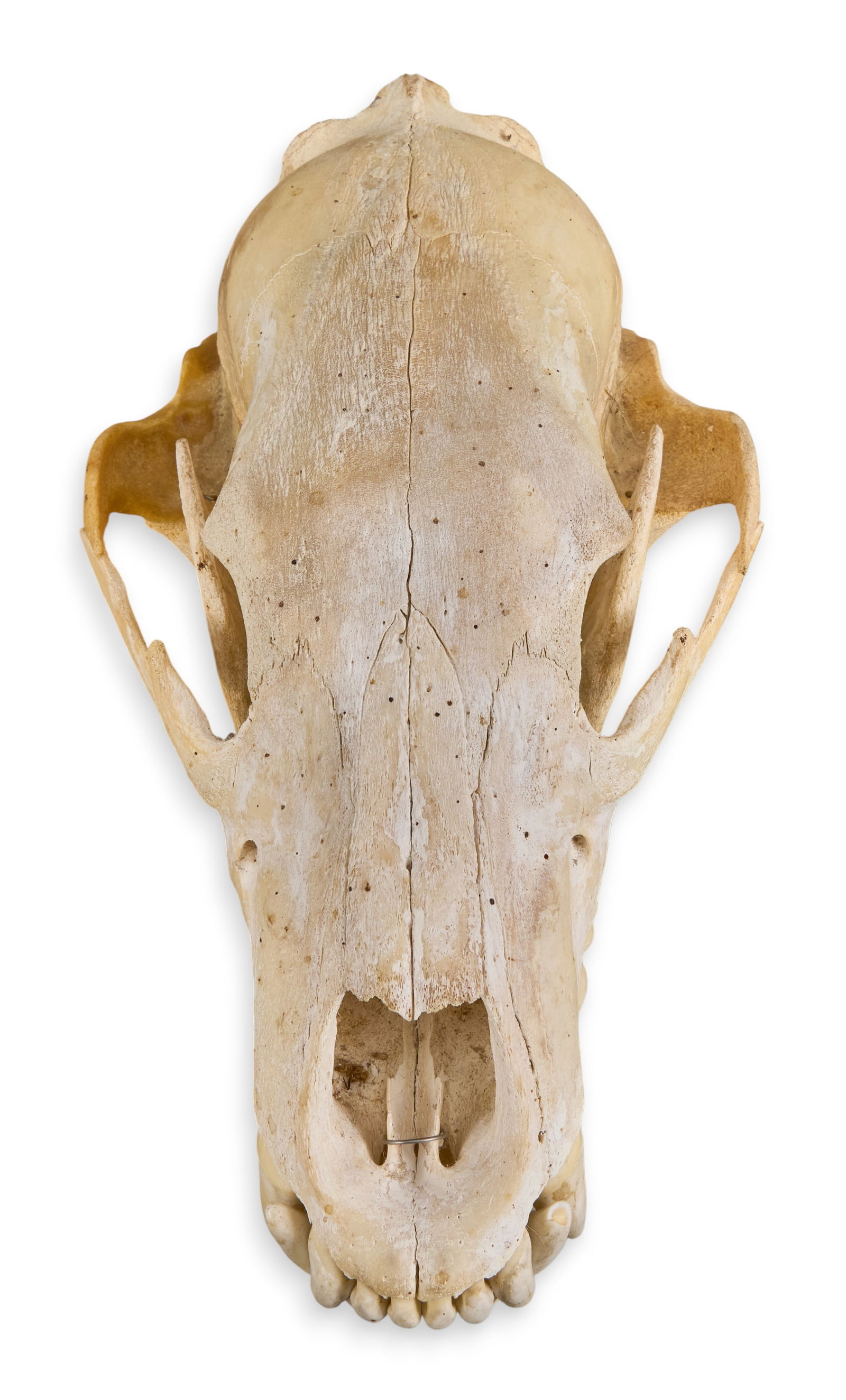 Bear Skull - 3