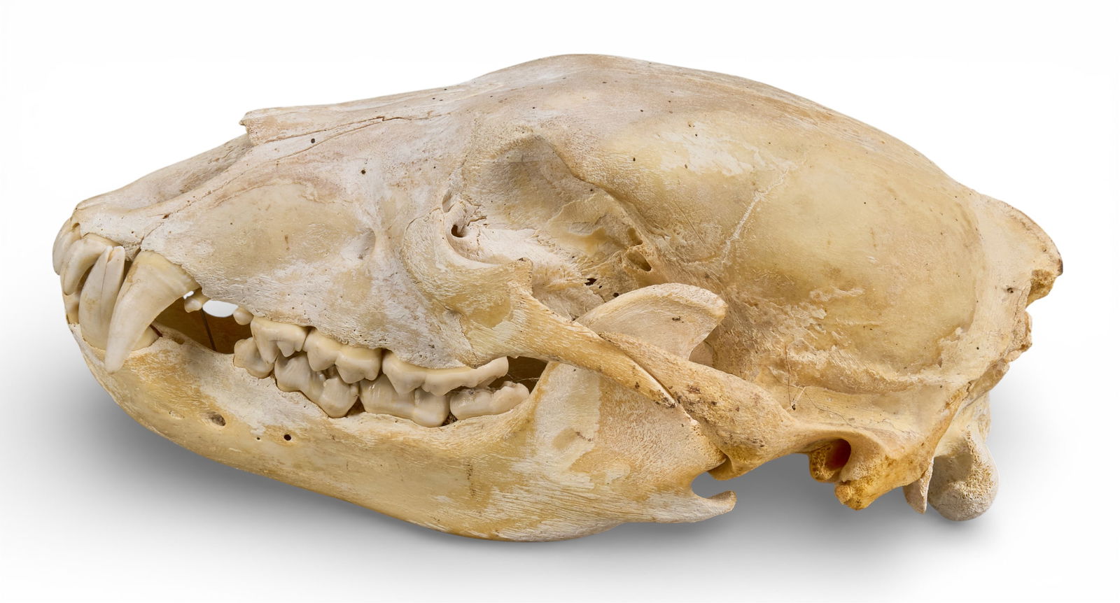 Bear Skull - 4