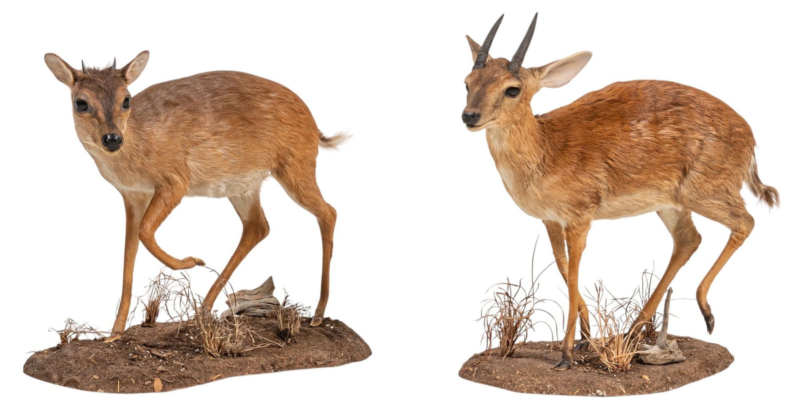 (1) Suni and (1) Blue Duiker Full Body Mounts: One suni and one blue duiker full body mountsheight 17.5 in. x width 18 in. x depth 10 in. / largest