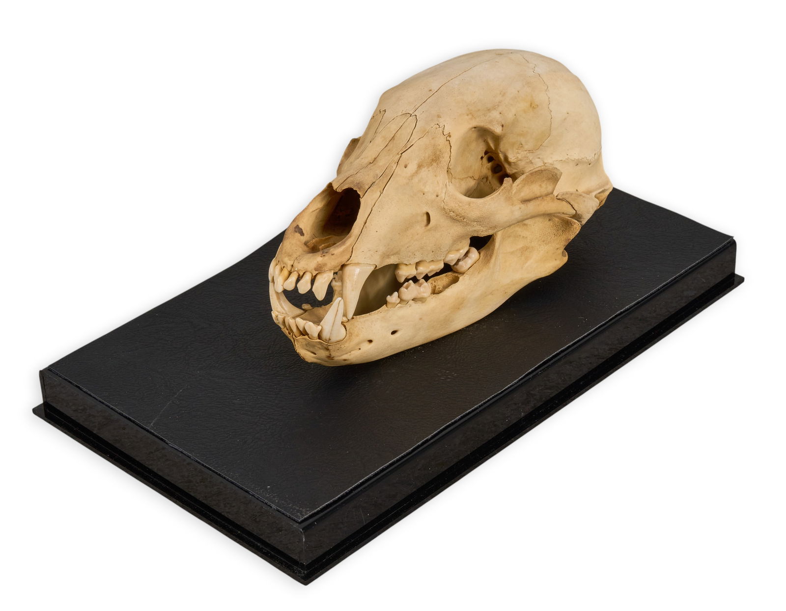 Bear Skull - 3
