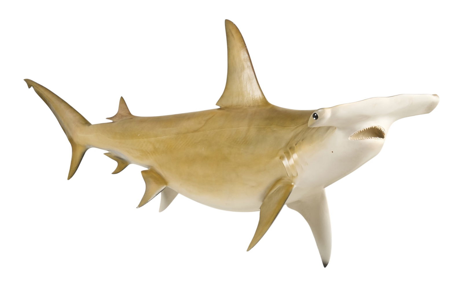 Full Body Hammerhead Shark Replica: Ten-foot-long full body hammerhead shark replica mount with real teeth height 53 in. x width 123 in. x depth 25 in. Provenance: Property from a home in San Antonio, TexasCondition: tip