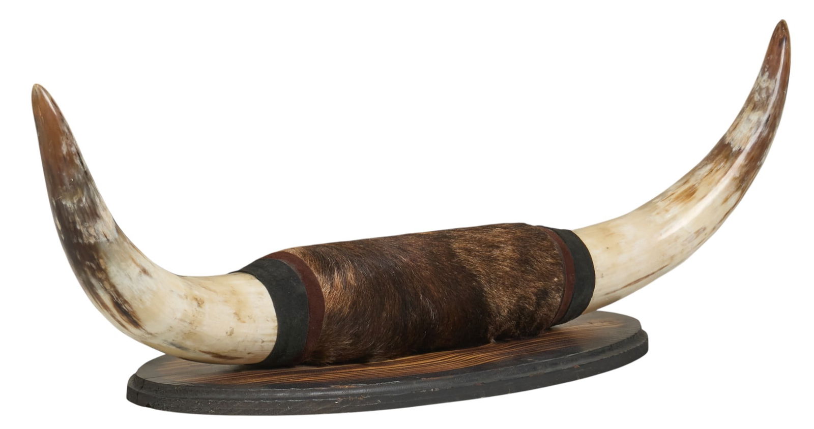 Mounted Steer Horns (1 of 4)