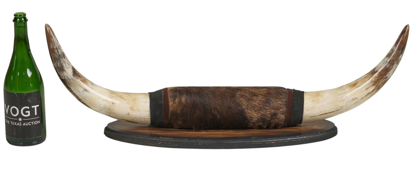 Mounted Steer Horns - 2