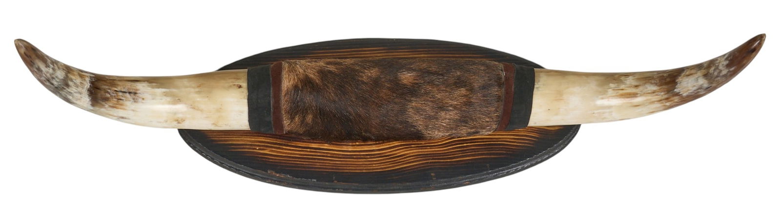 Mounted Steer Horns - 3