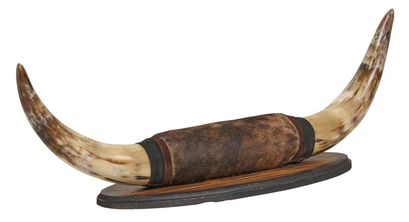 Mounted Steer Horns - 4