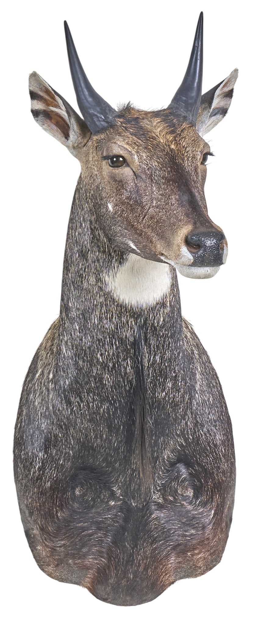 Blue Nilgai Shoulder Mount: Blue Nilgai taxidermy shoulder mountheight 48 in. x width 14 in. x depth 28 in. Provenance: Property from a home in Azle, Texas