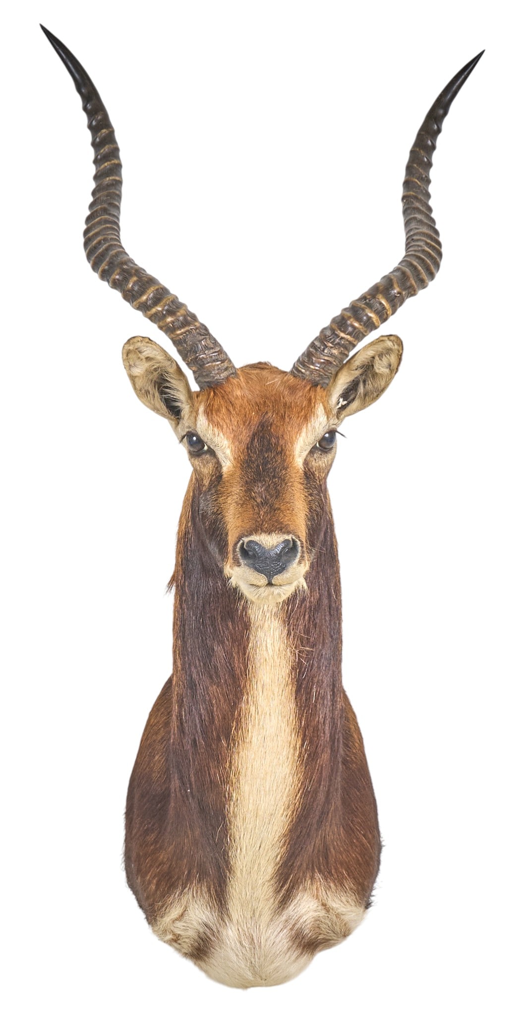Lechwe Shoulder Mount (1 of 5)