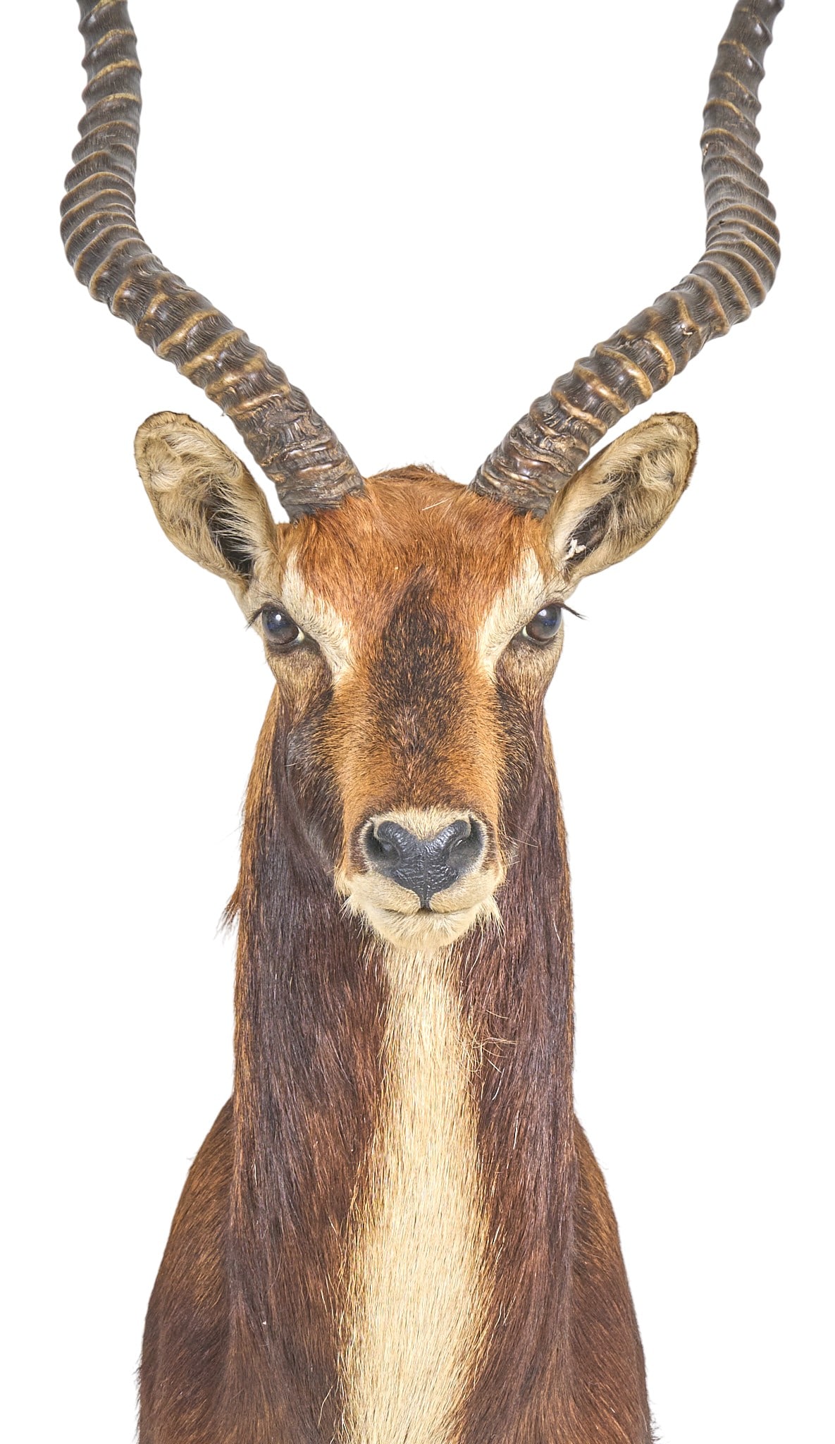 Lechwe Shoulder Mount - 2