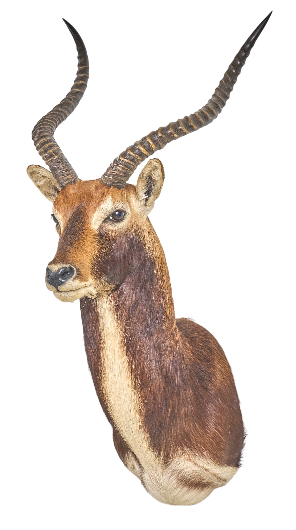 Lechwe Shoulder Mount - 3