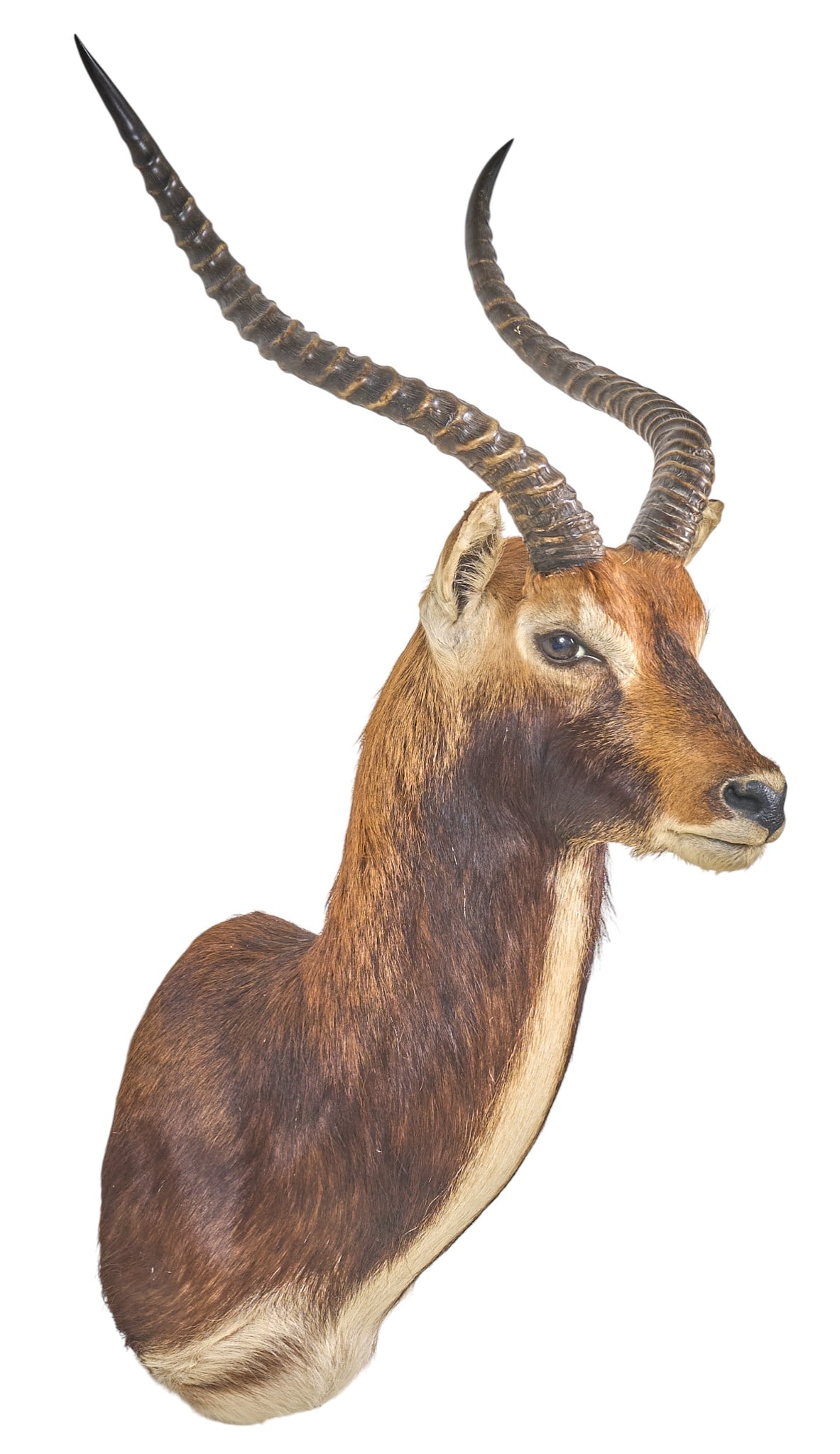 Lechwe Shoulder Mount - 4