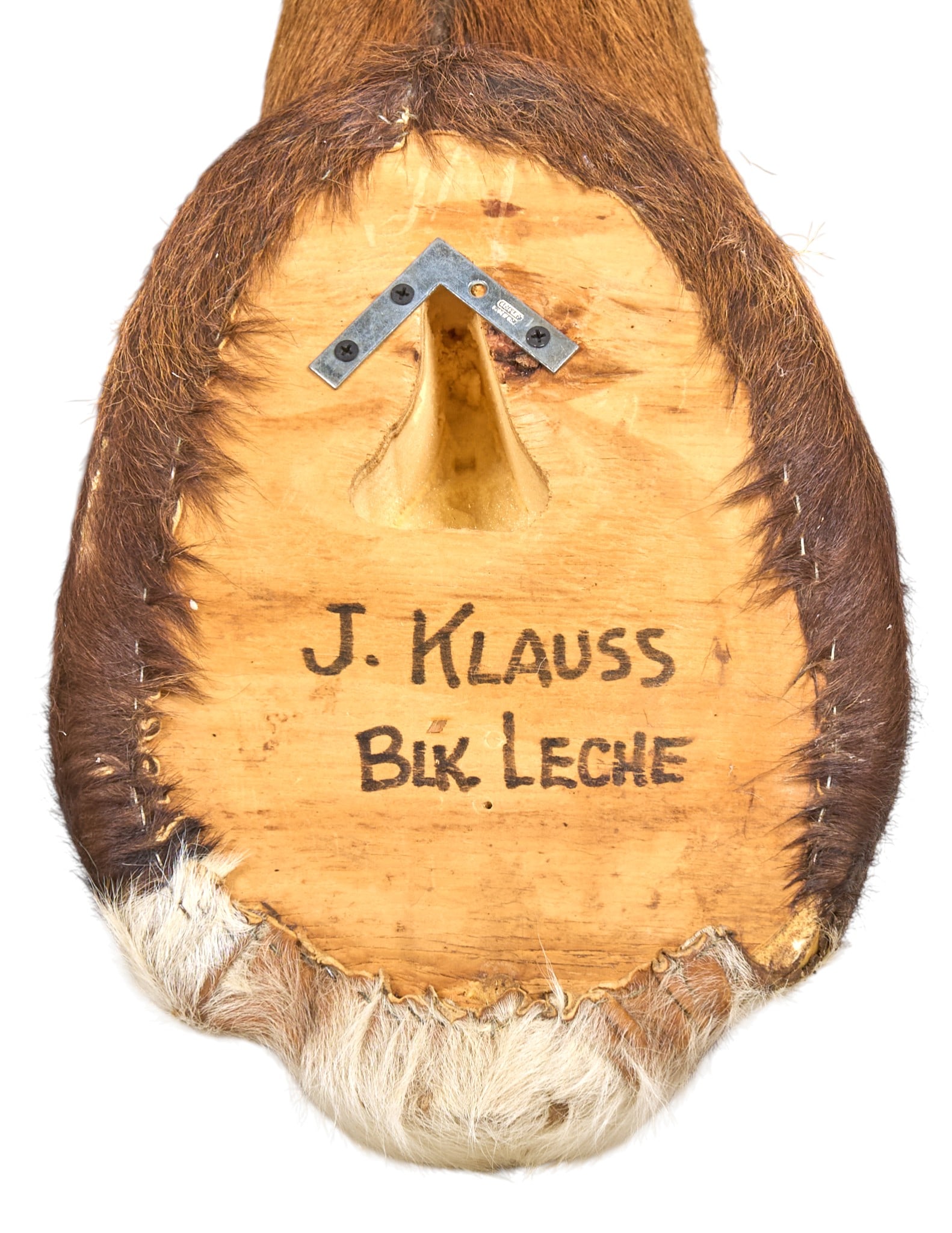 Lechwe Shoulder Mount - 5