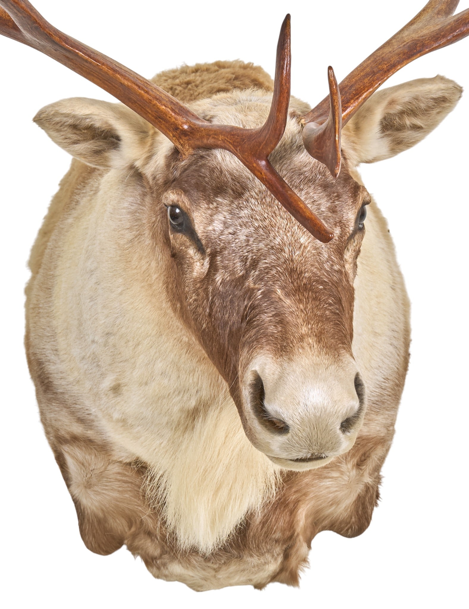 Caribou Shoulder Mount - 2