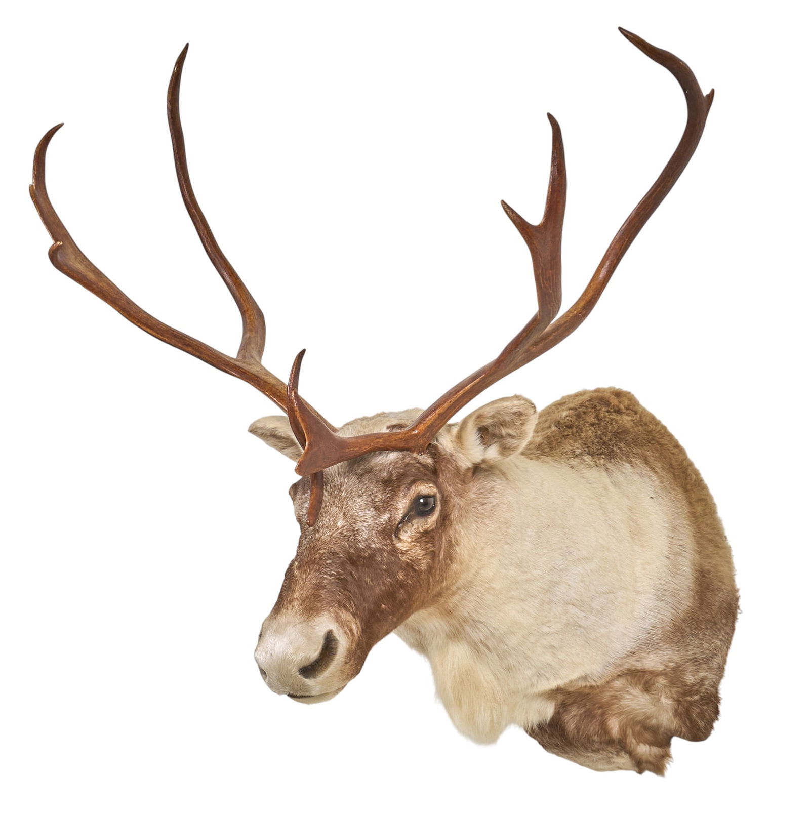 Caribou Shoulder Mount - 3