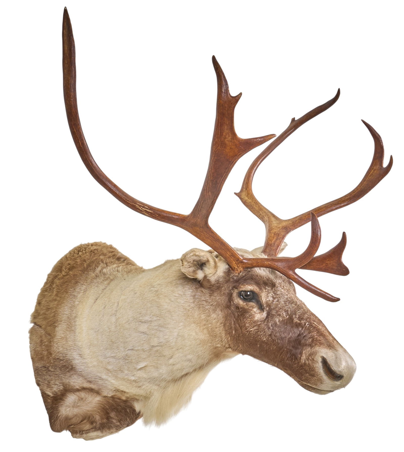 Caribou Shoulder Mount - 4