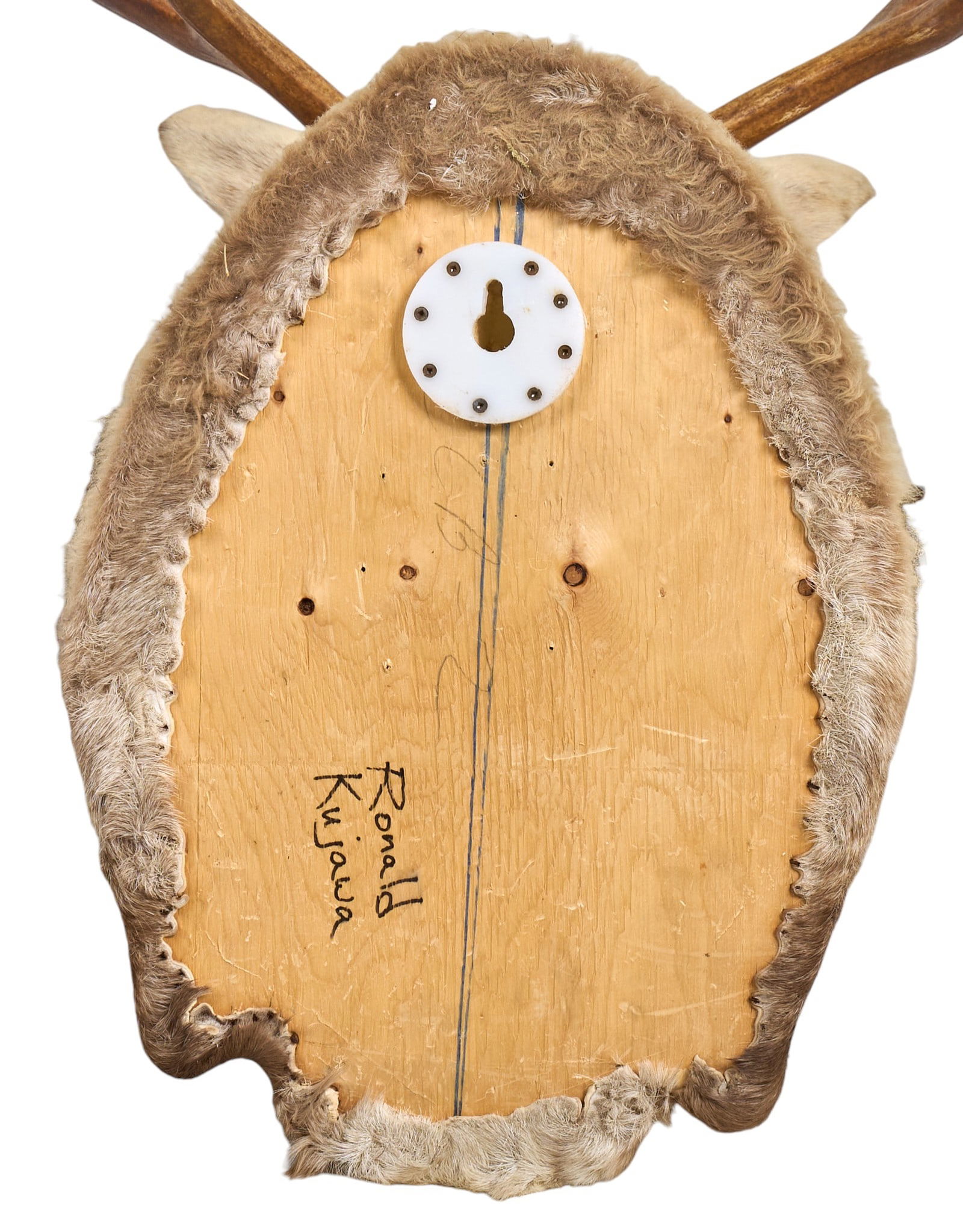 Caribou Shoulder Mount - 5