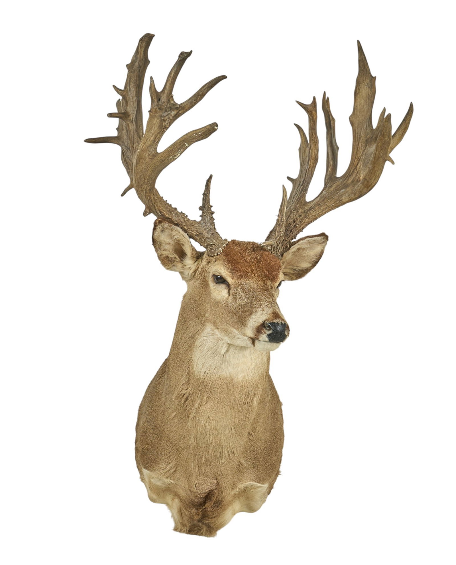 Heavy Chocolate Atypical White Tail Deer (1 of 4)