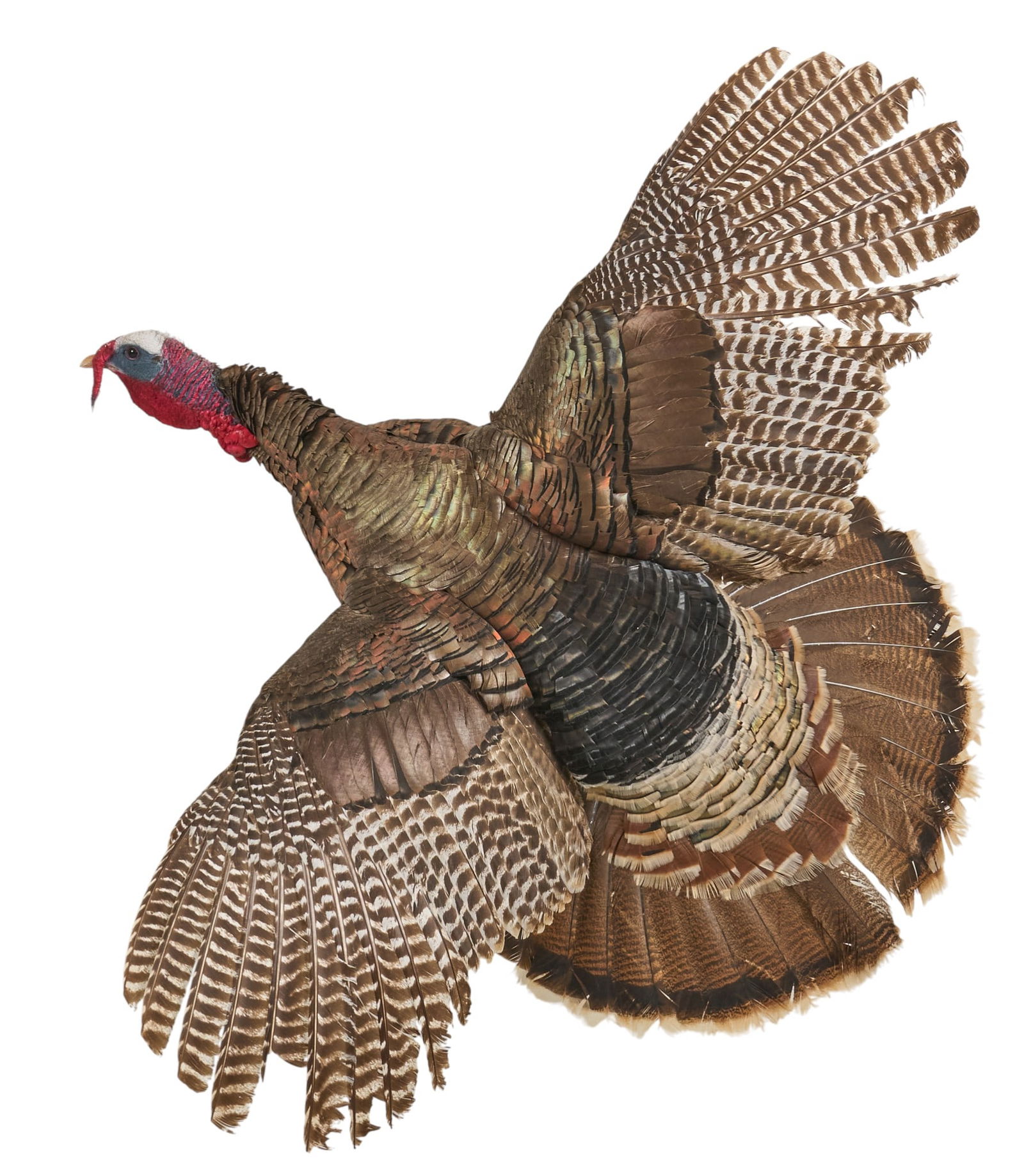 Full Body Flying Turkey (1 of 3)