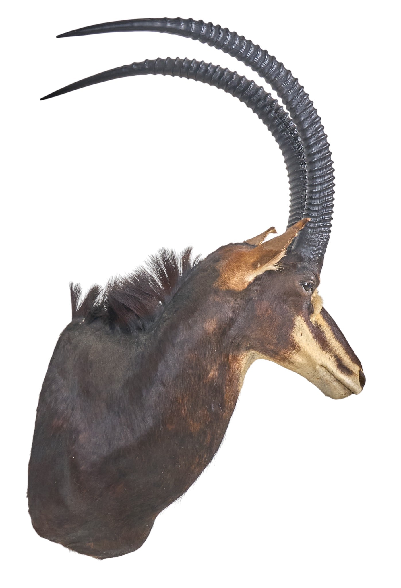 Sable Antelope Shoulder Mount - 3