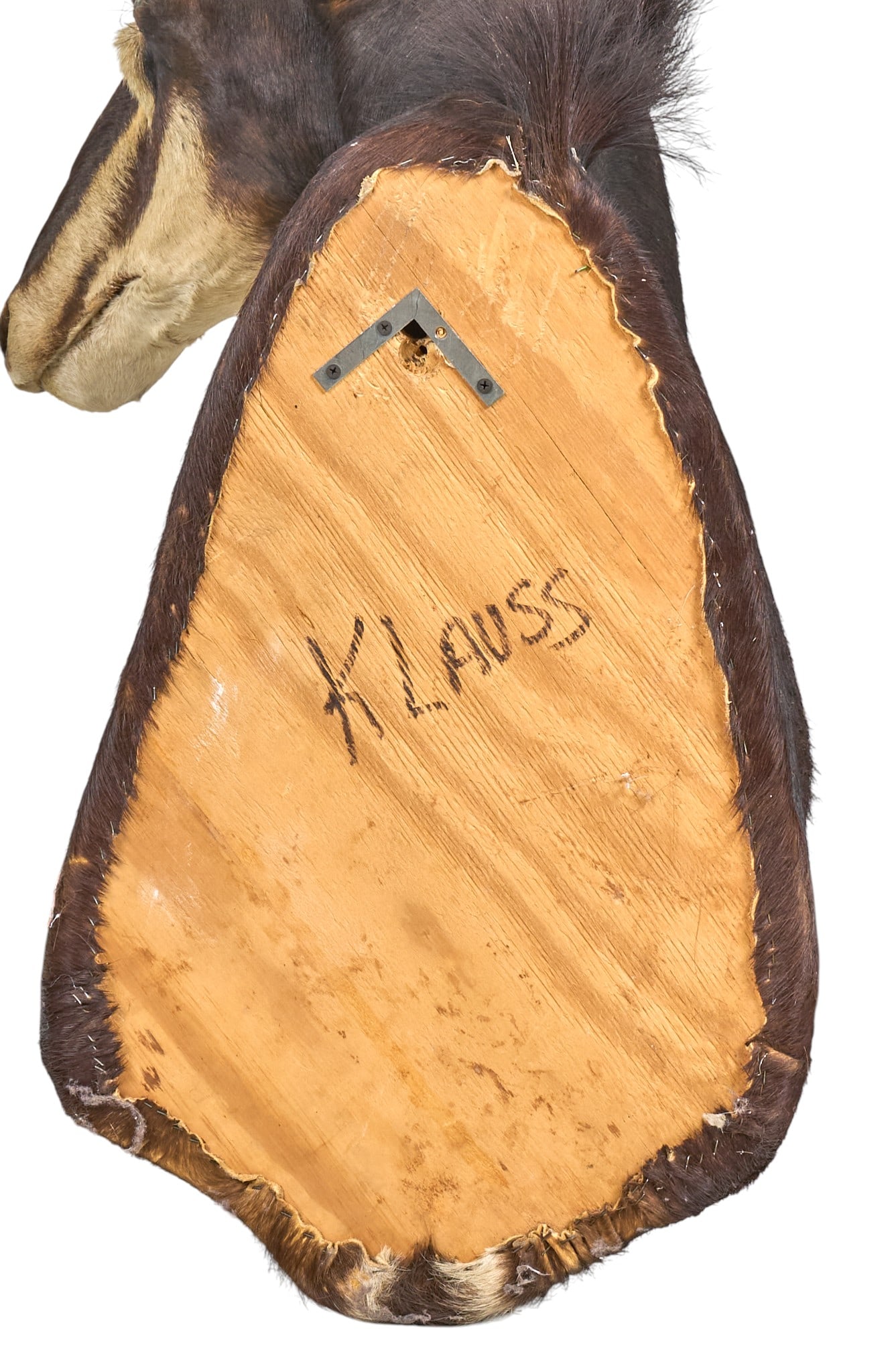 Sable Antelope Shoulder Mount - 4