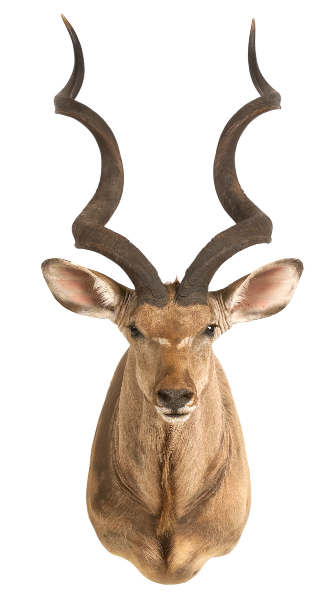 Kudu Shoulder Mount (1 of 4)