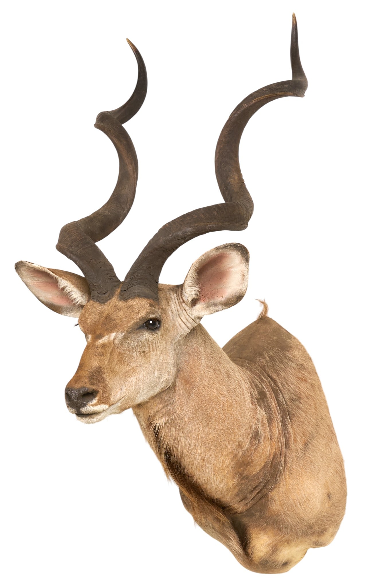 Kudu Shoulder Mount - 2