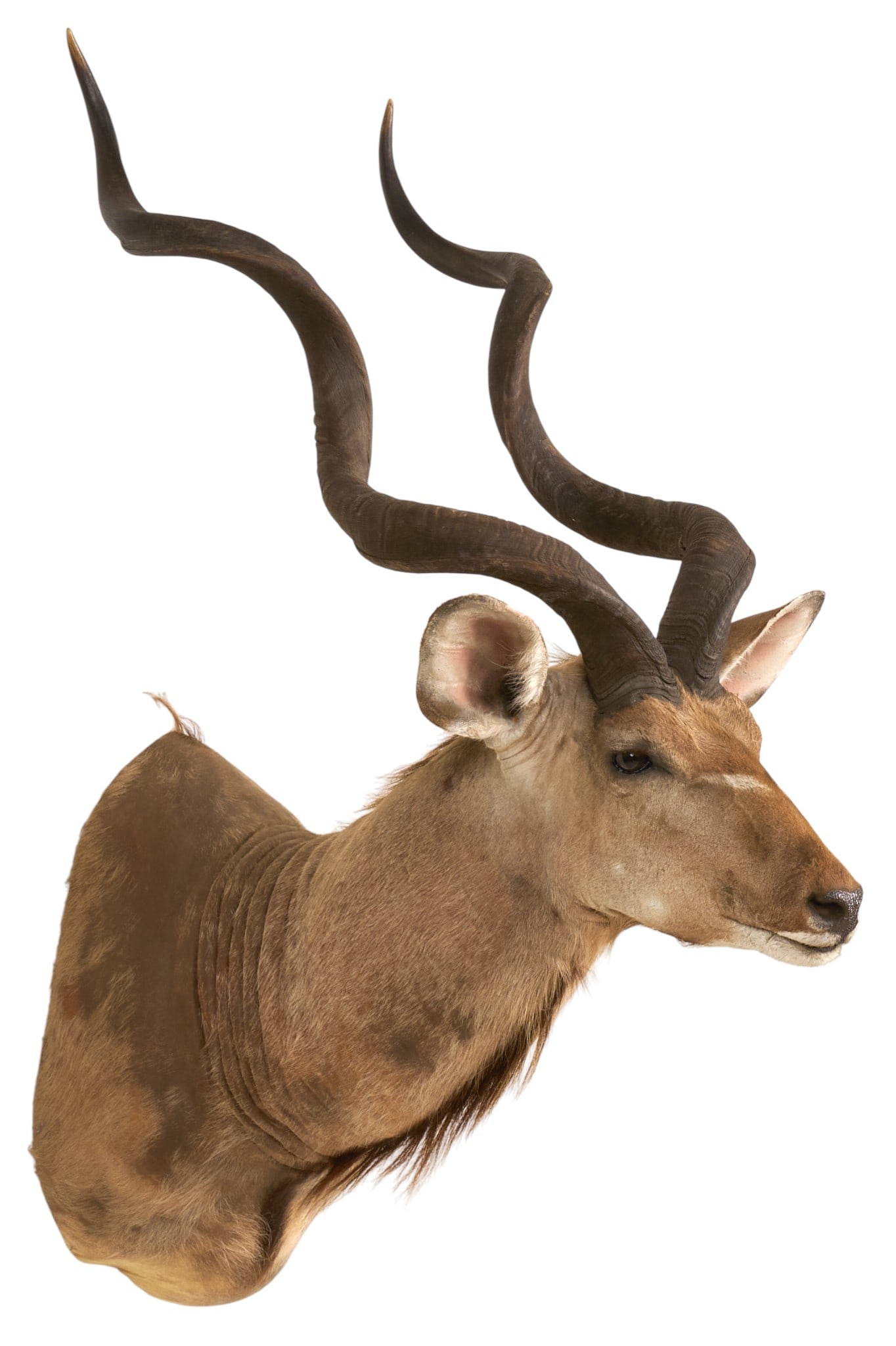 Kudu Shoulder Mount - 3