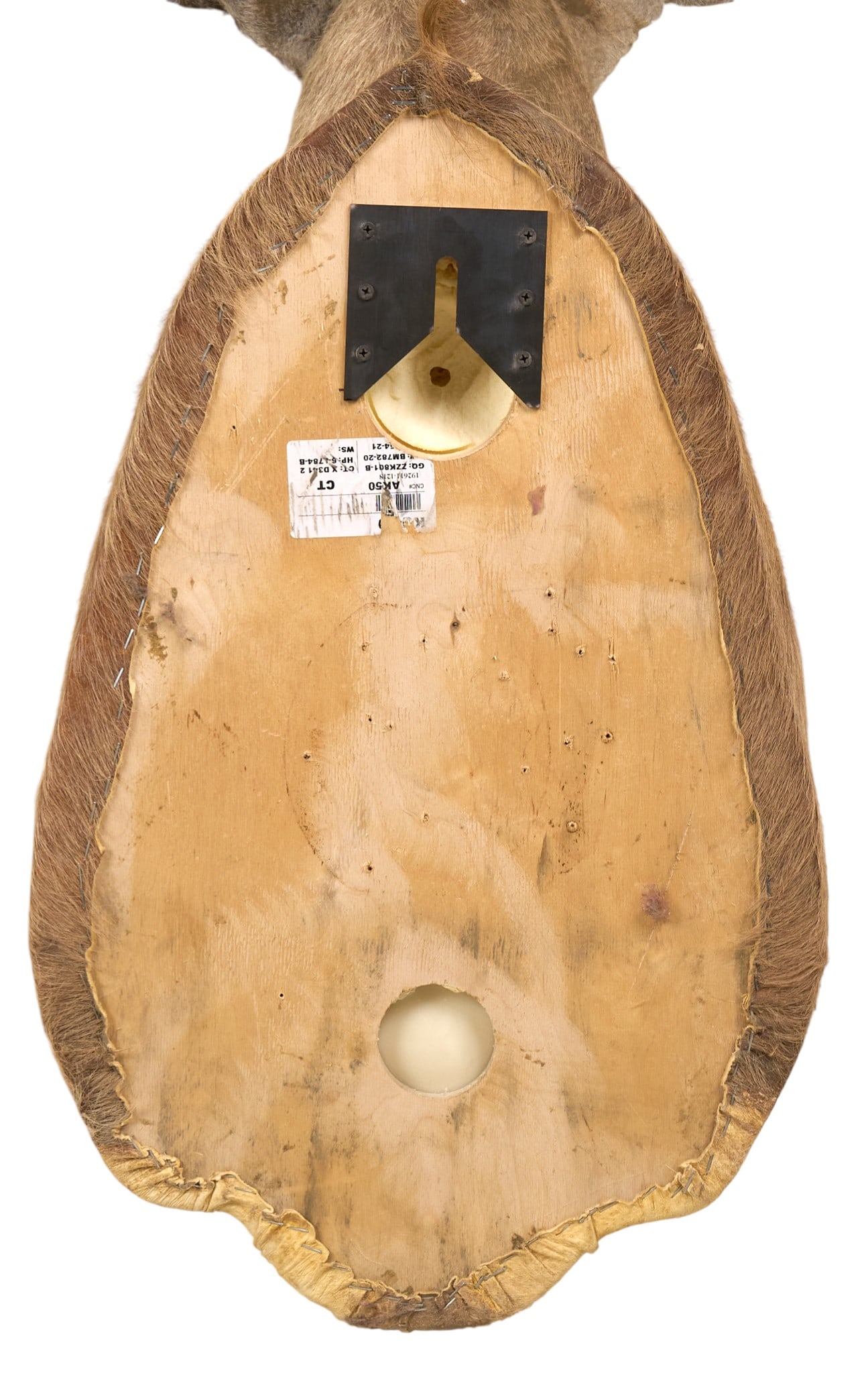 Kudu Shoulder Mount - 4