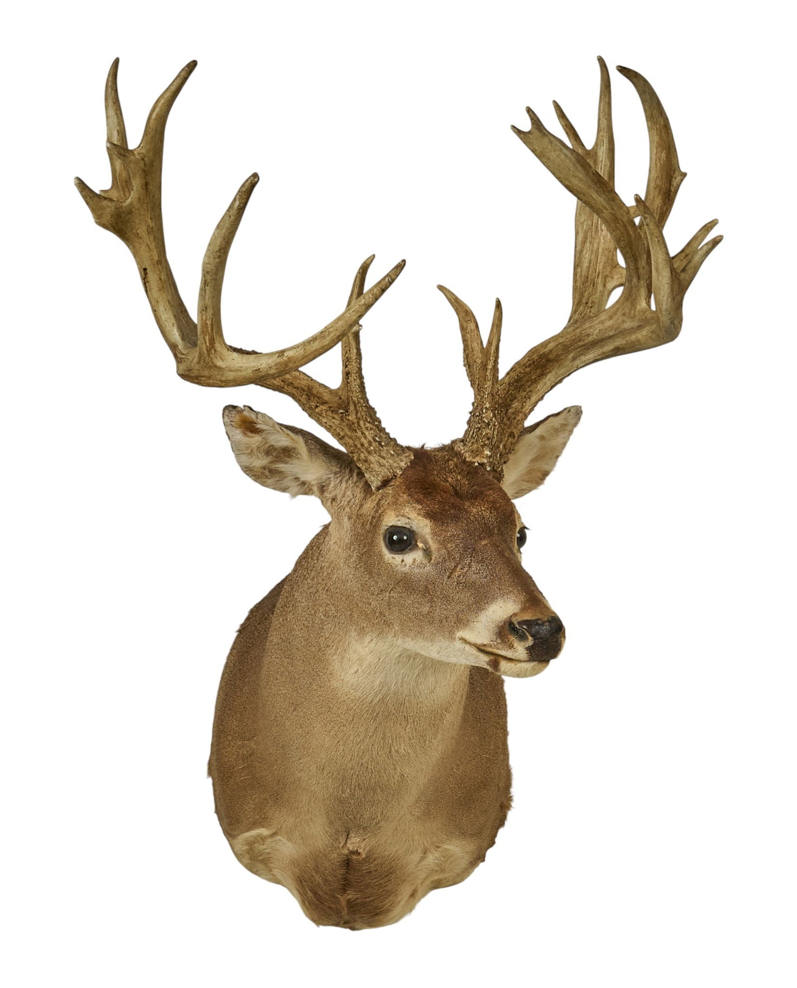 Double Main Beam Atypical White Tail Deer (1 of 3)