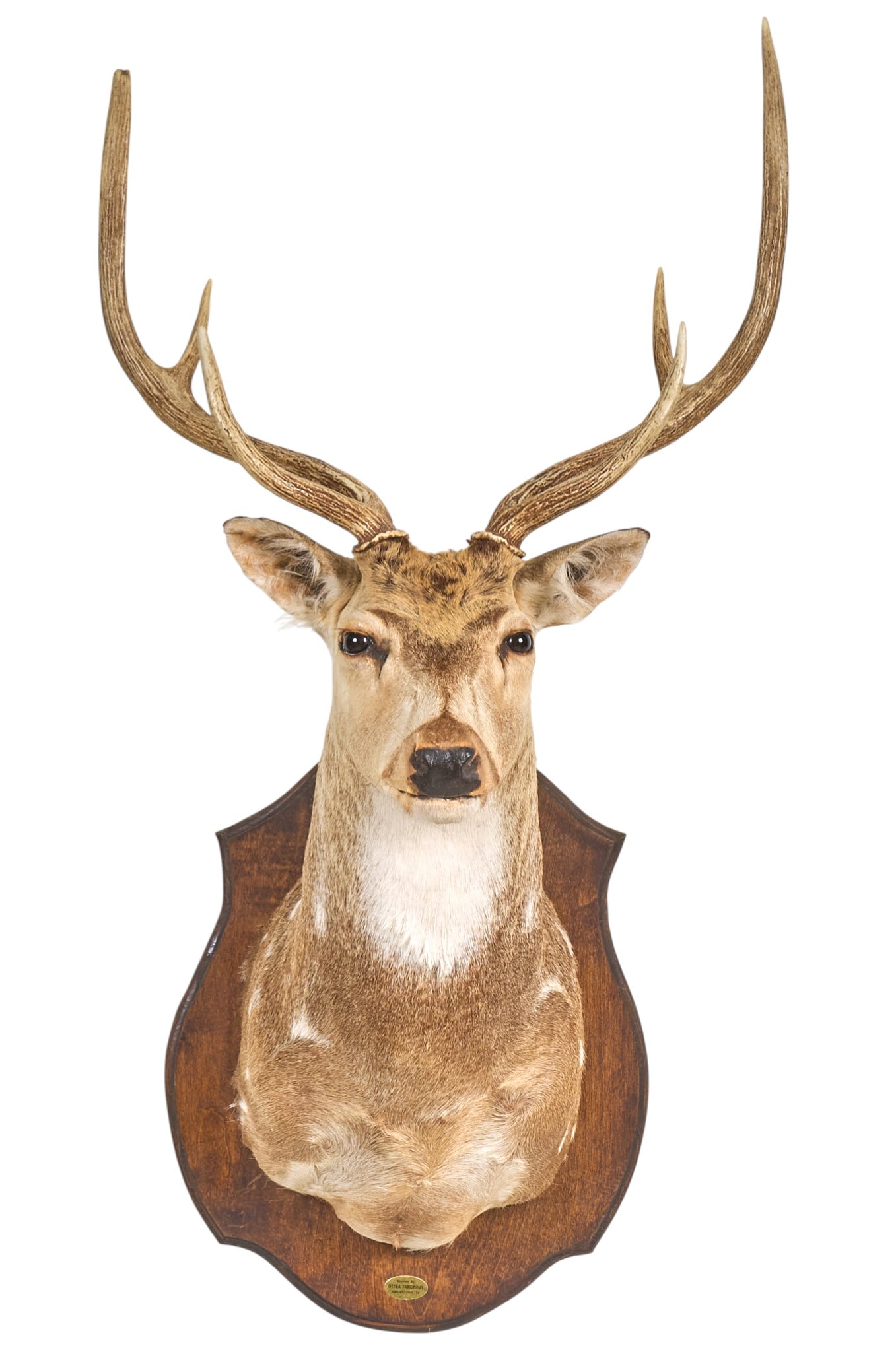 Axis Deer Shoulder Mount (1 of 5)