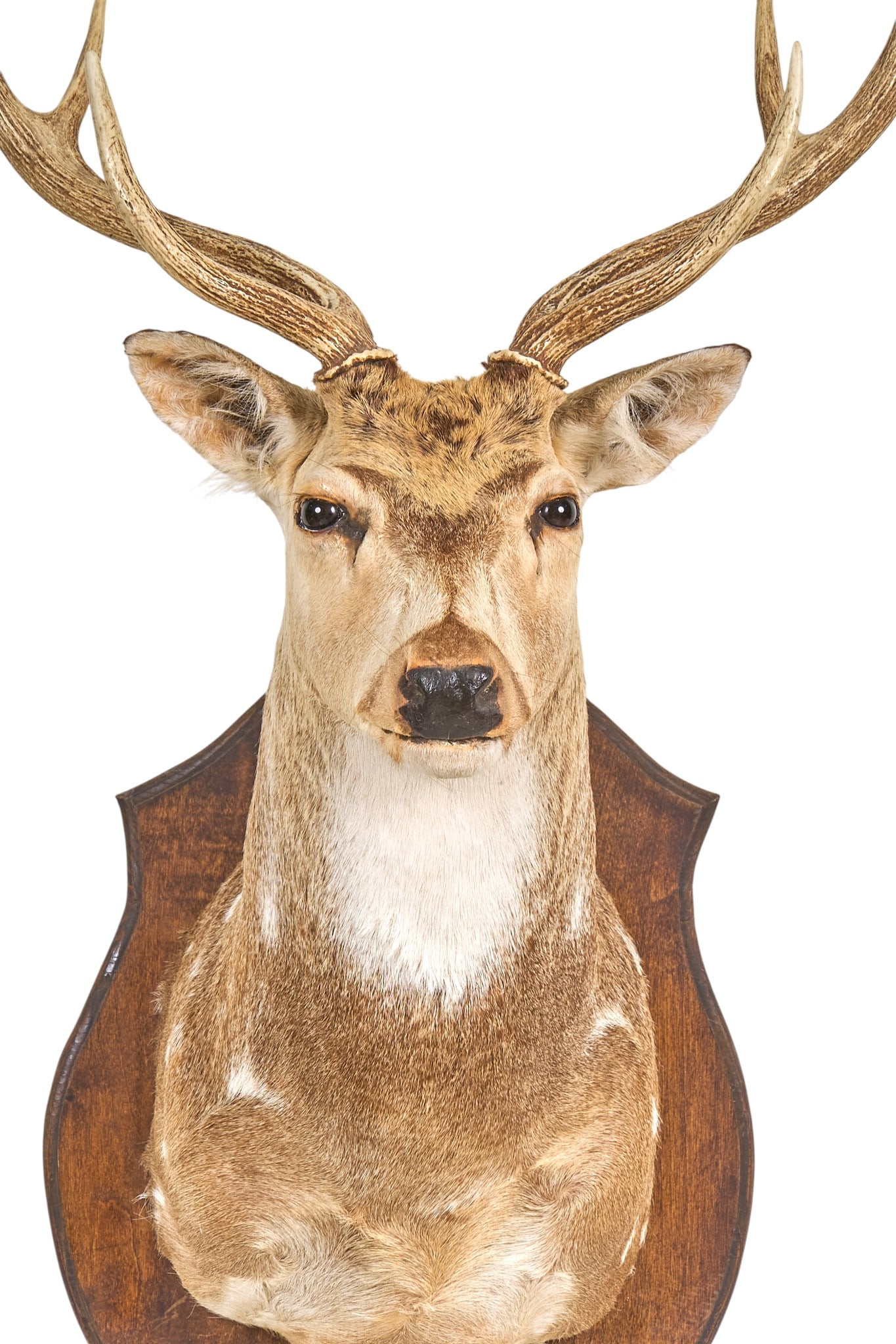 Axis Deer Shoulder Mount - 2