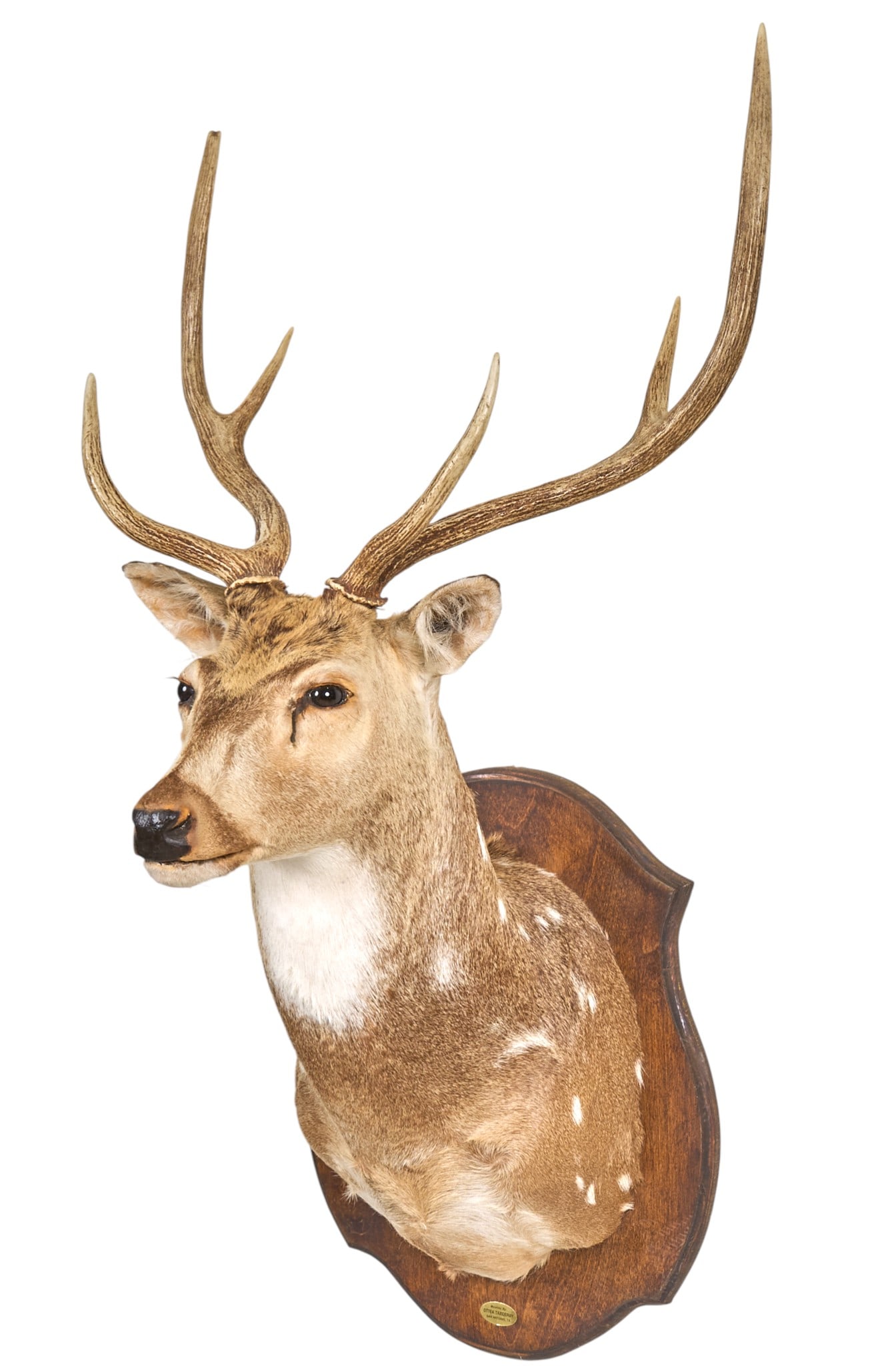 Axis Deer Shoulder Mount - 3