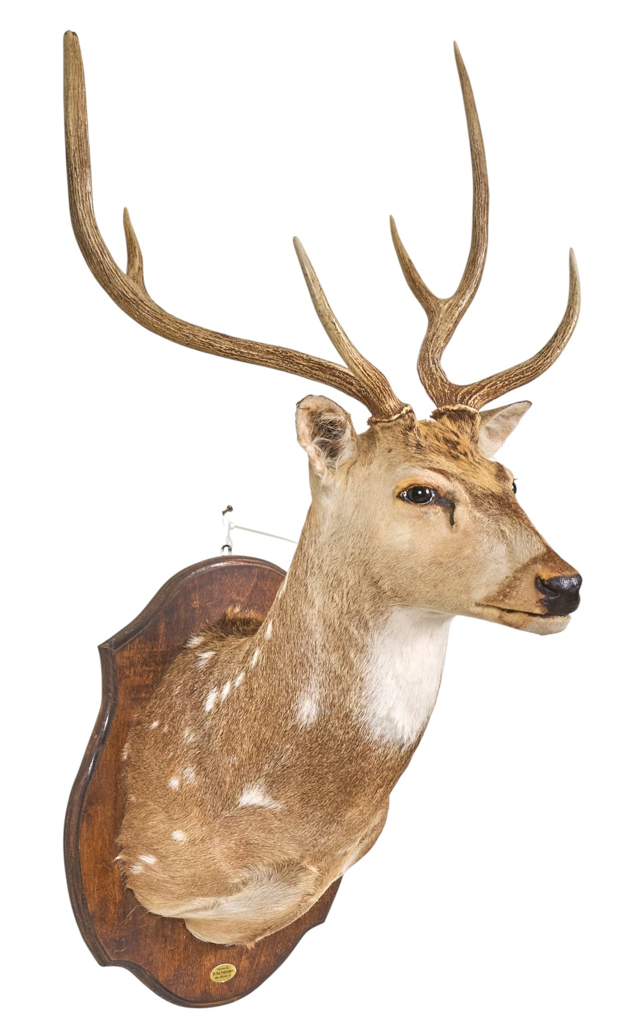 Axis Deer Shoulder Mount - 4