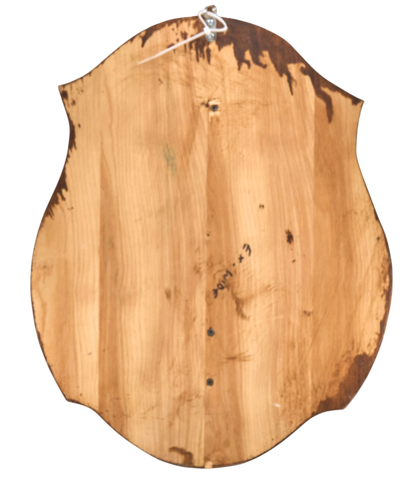 Axis Deer Shoulder Mount - 5