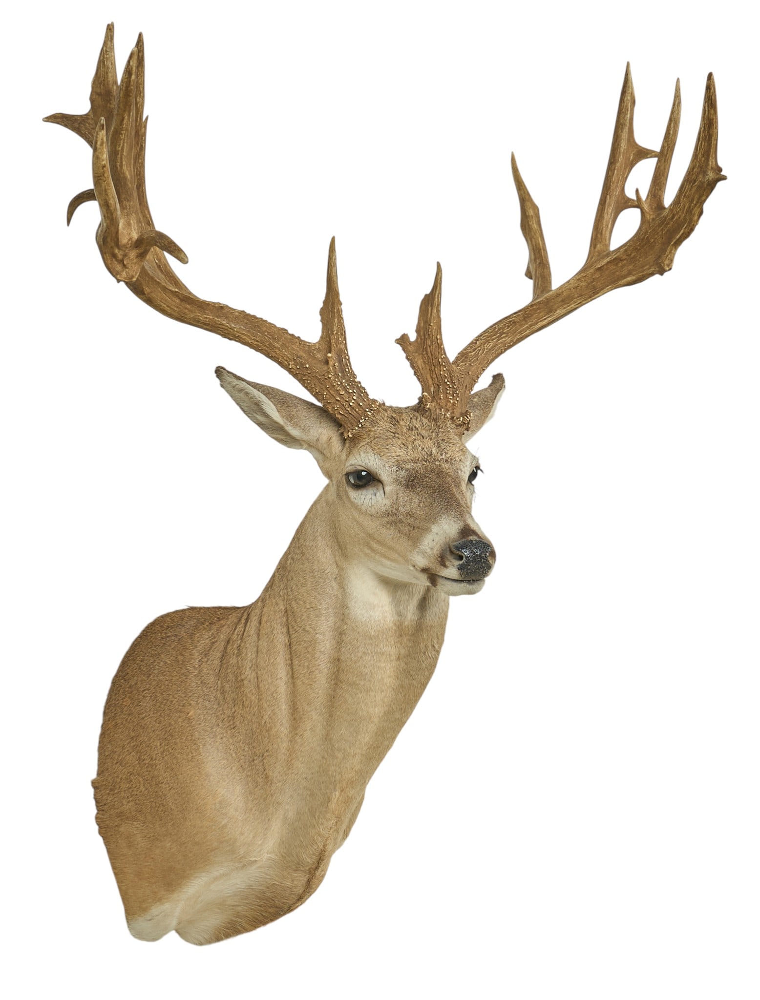 Wide Forked Atypical Deer White Tail Deer (1 of 4)