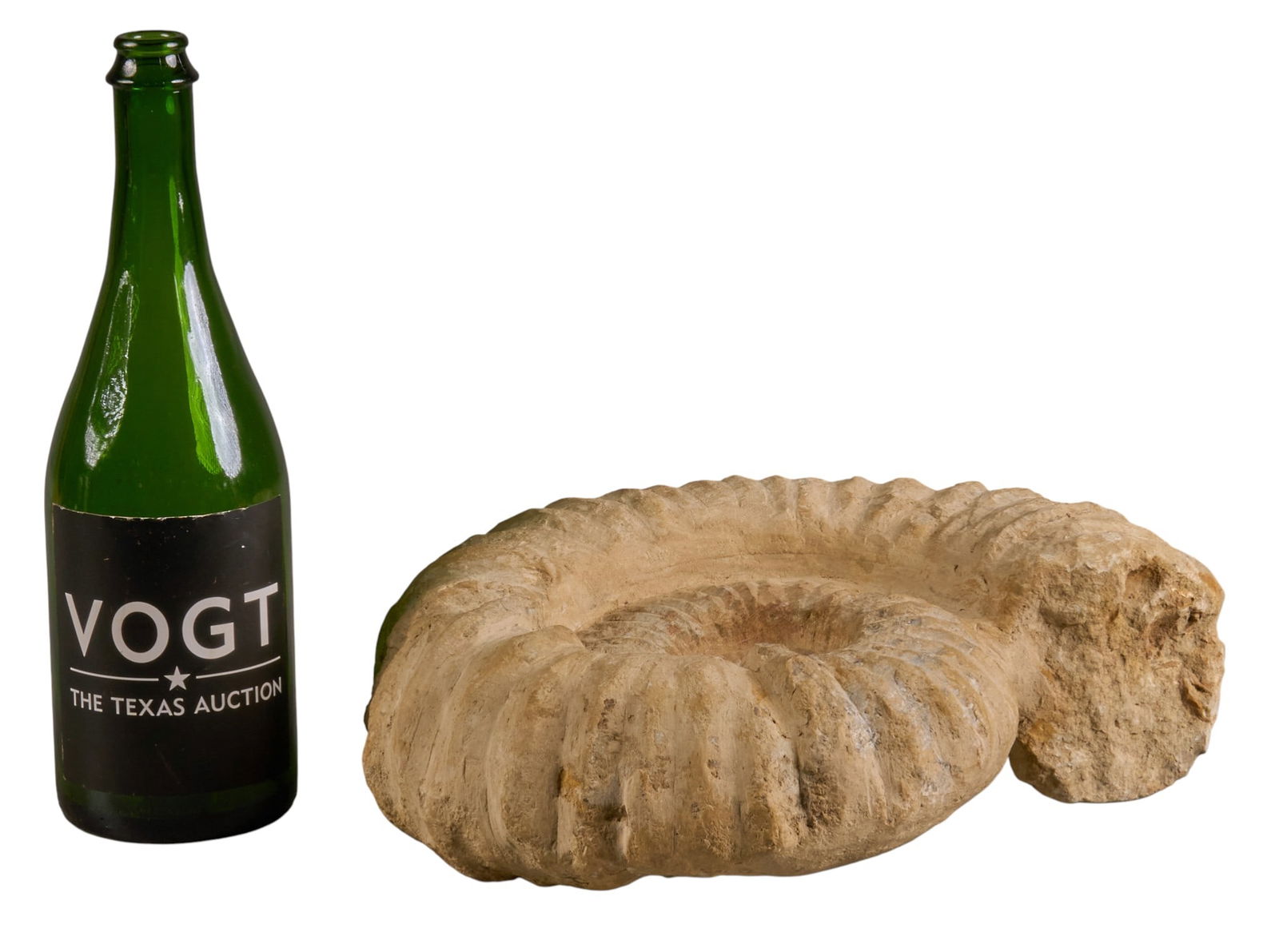 Cepholopode Fossil - 2