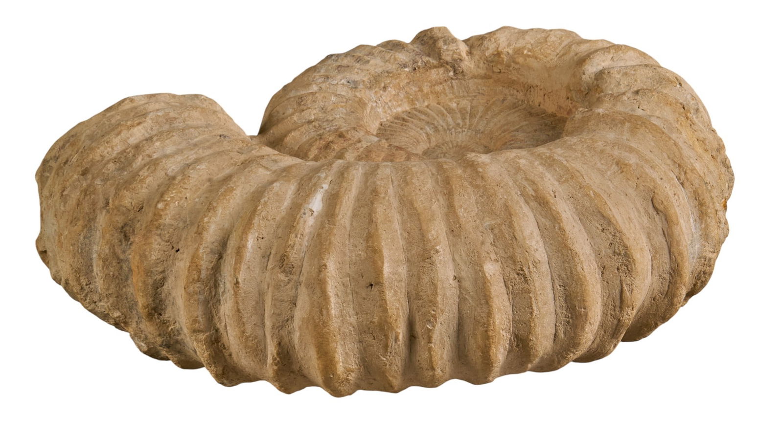 Cepholopode Fossil - 3